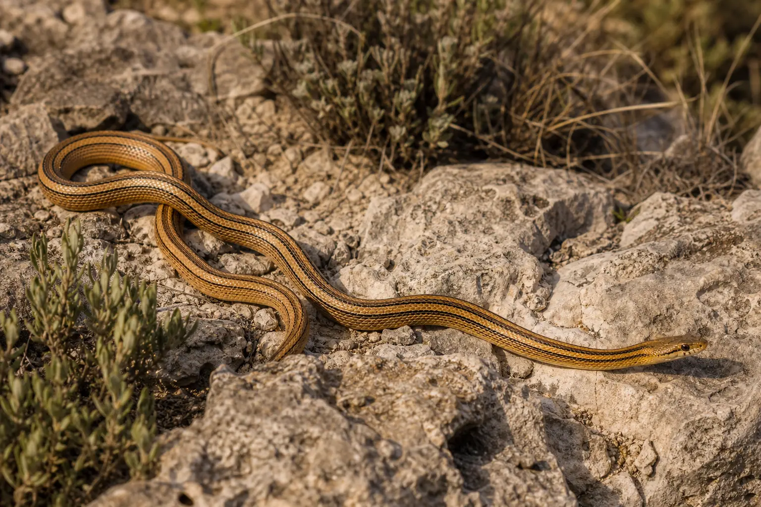 Adult Baird's rat snake moving across Chihuahuan limestone with its complete golden-brown four-striped body and narrow alert head in clear view.