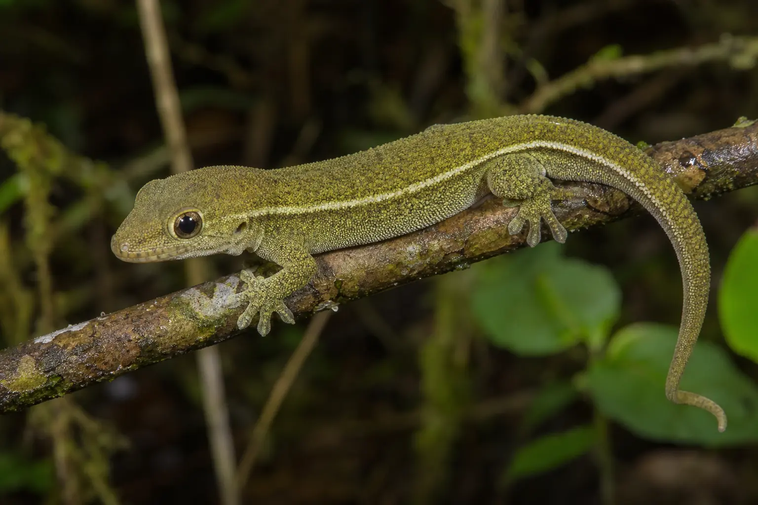 Adult Bauer's chameleon gecko on a New Caledonian forest branch with its complete olive-green granular body, pale side stripe, blunt head, large dark eye, and prehensile tail in view.