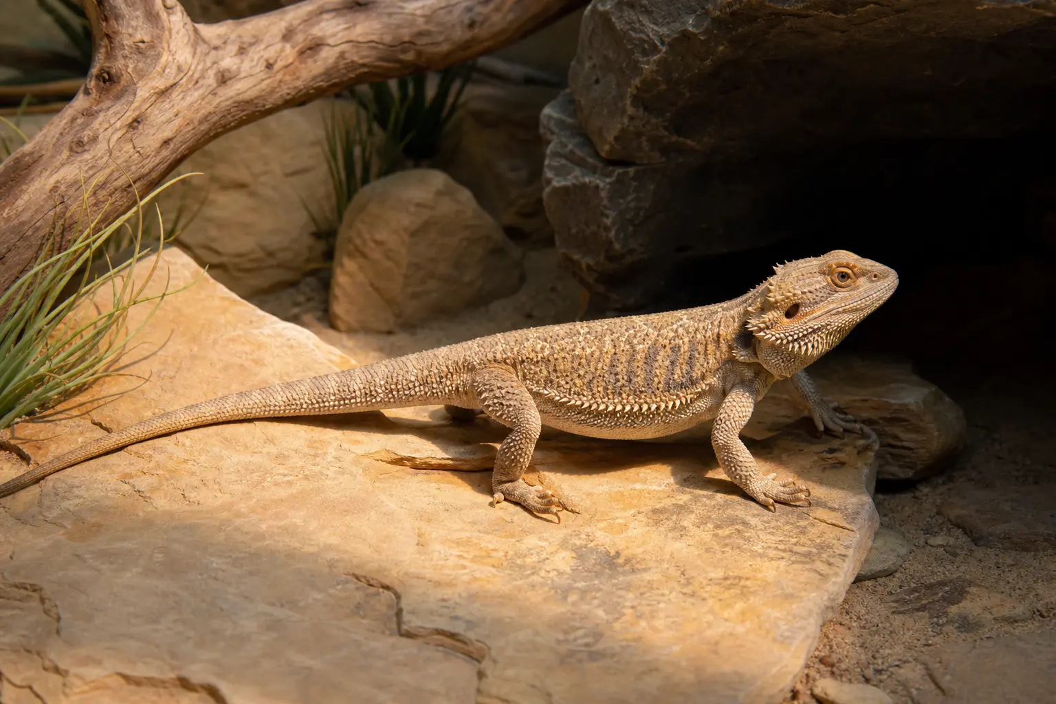 Adult central bearded dragon crossing a bright basking ledge toward a shaded stone retreat.