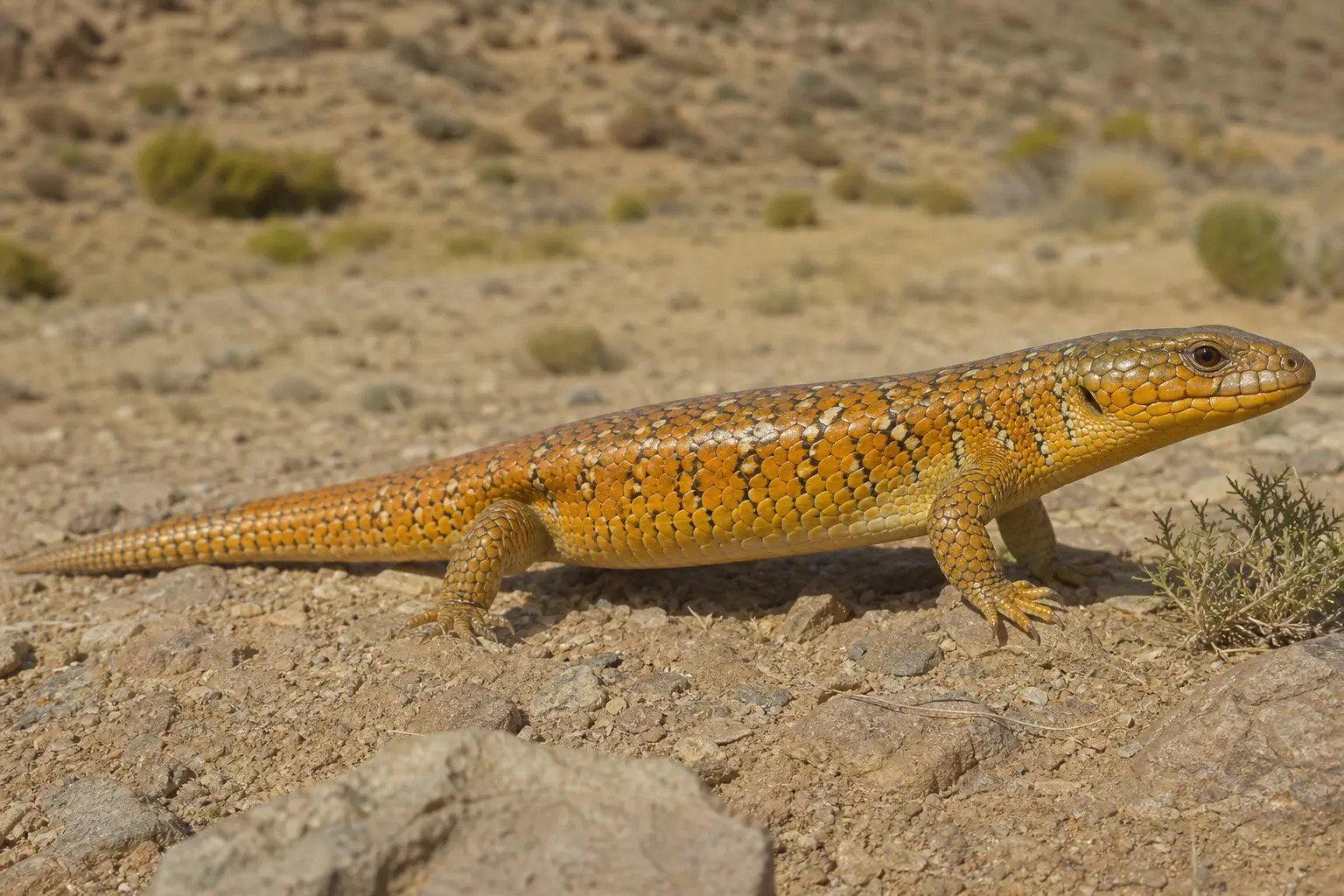Adult Berber skink crossing Moroccan rocky semi-desert with its complete orange-gold body, dark-edged pale scales, sturdy limbs, and clear head in view.