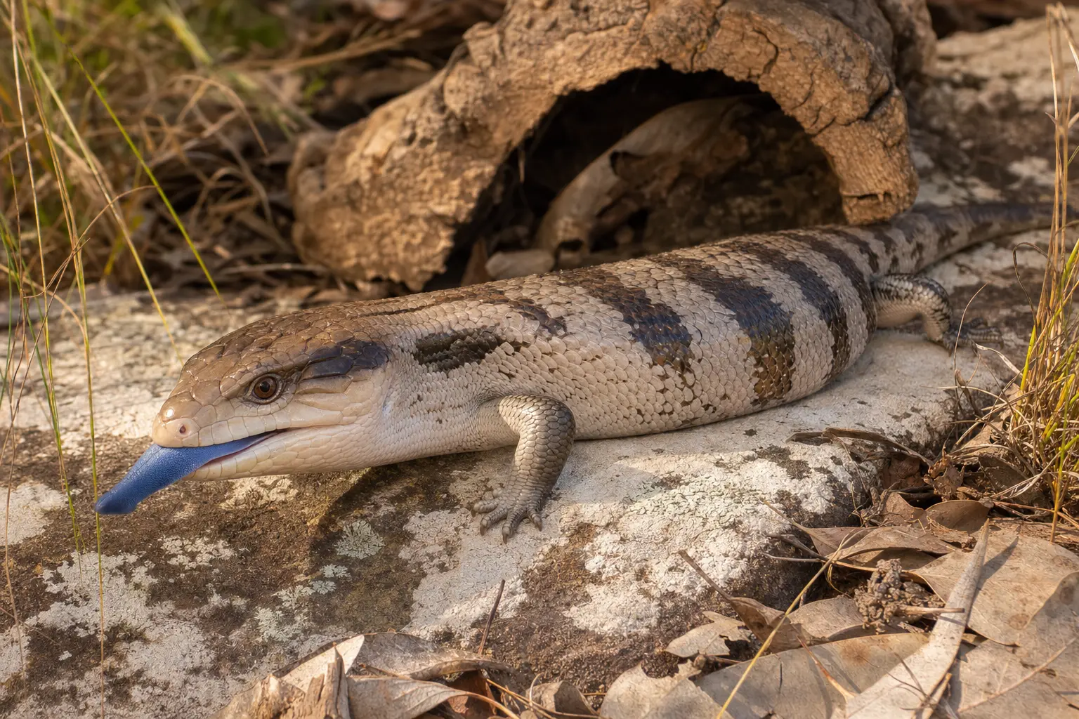 Adult eastern blue-tongued skink exploring pale stone with its broad banded body, clear eye, small sturdy limbs, and blue tongue in close view.