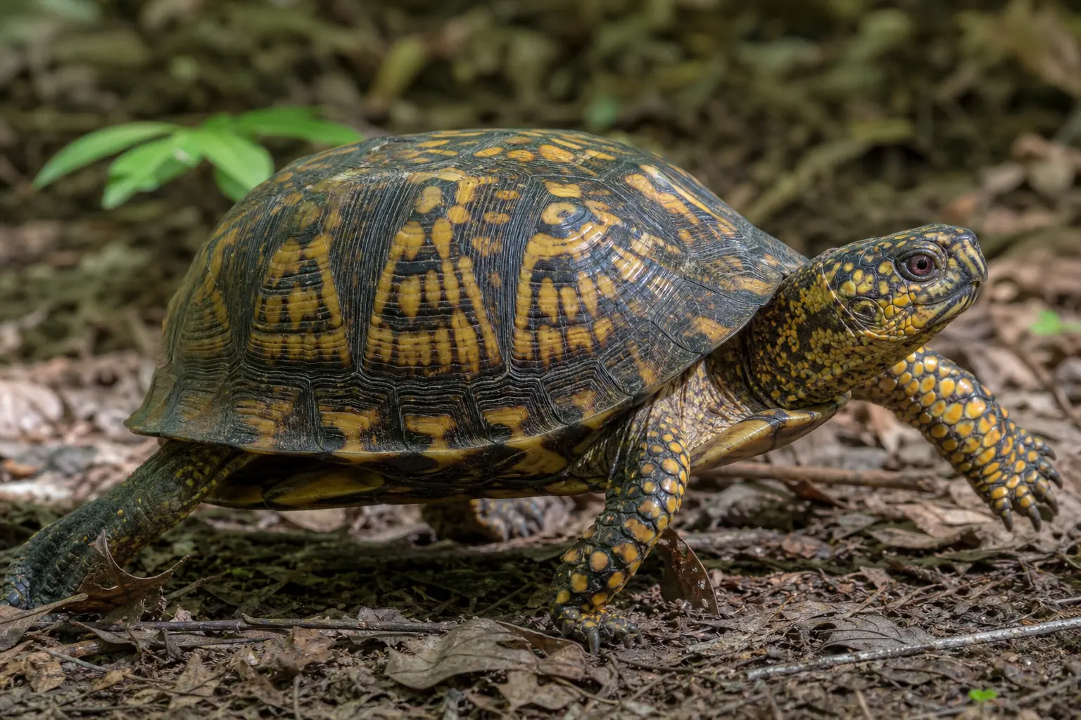 Representative adult common box turtle on woodland leaf litter with its complete high-domed dark shell, warm yellow-orange markings, patterned head, and legs in view.