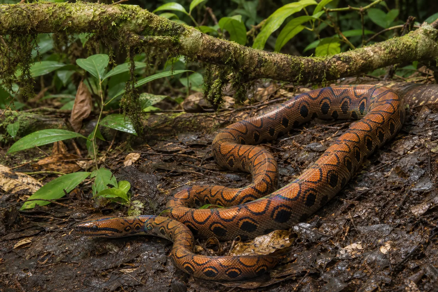 Adult Brazilian rainbow boa crossing damp forest litter with its complete orange-brown body, dark crescents, subtle iridescence, and clear head in view.