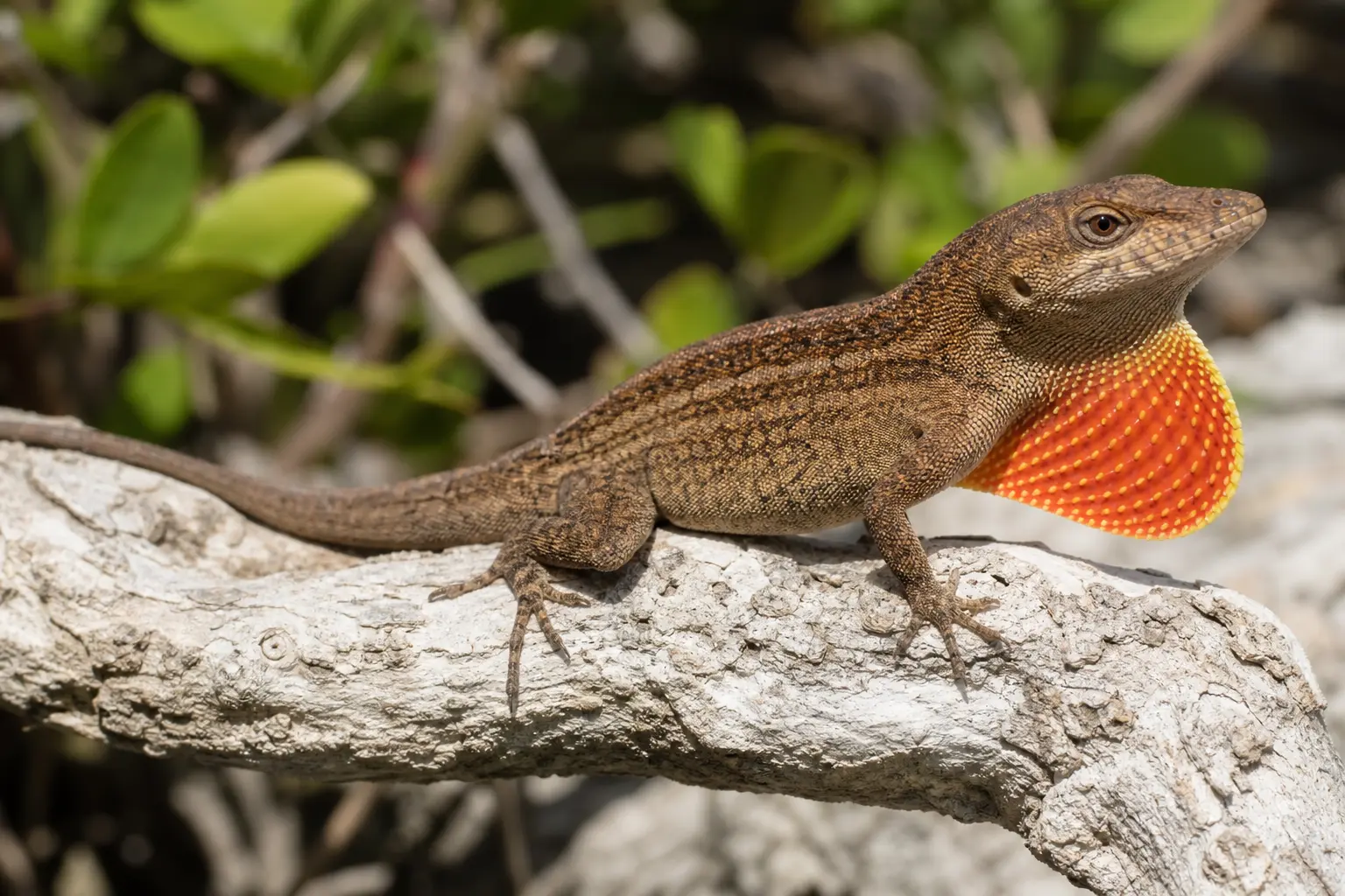 Adult male brown anole on a Caribbean branch with its complete patterned body, long tail, and orange-red dewlap in clear view.