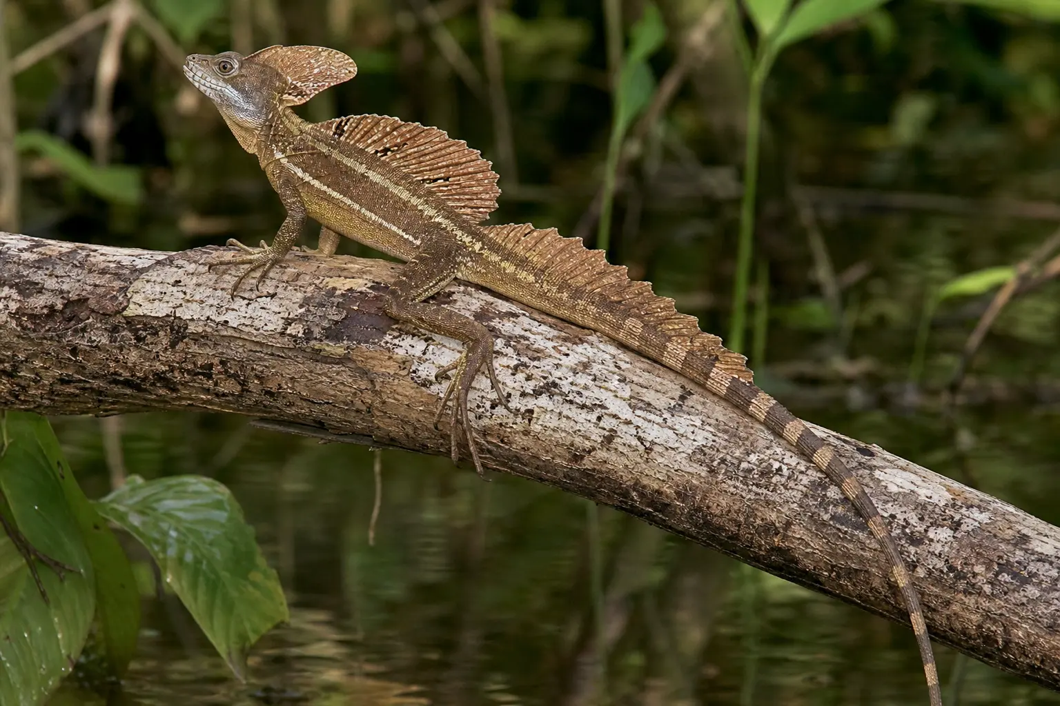 Adult male brown basilisk above forest water with its complete brown striped body, tall head, back and tail crests, long hind toes, and very long tail in view.