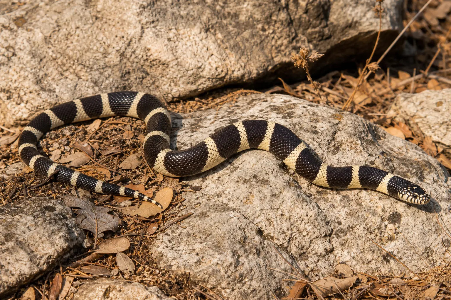 Adult California kingsnake moving across chaparral rock with its complete black-and-cream banded body and small glossy head in clear view.