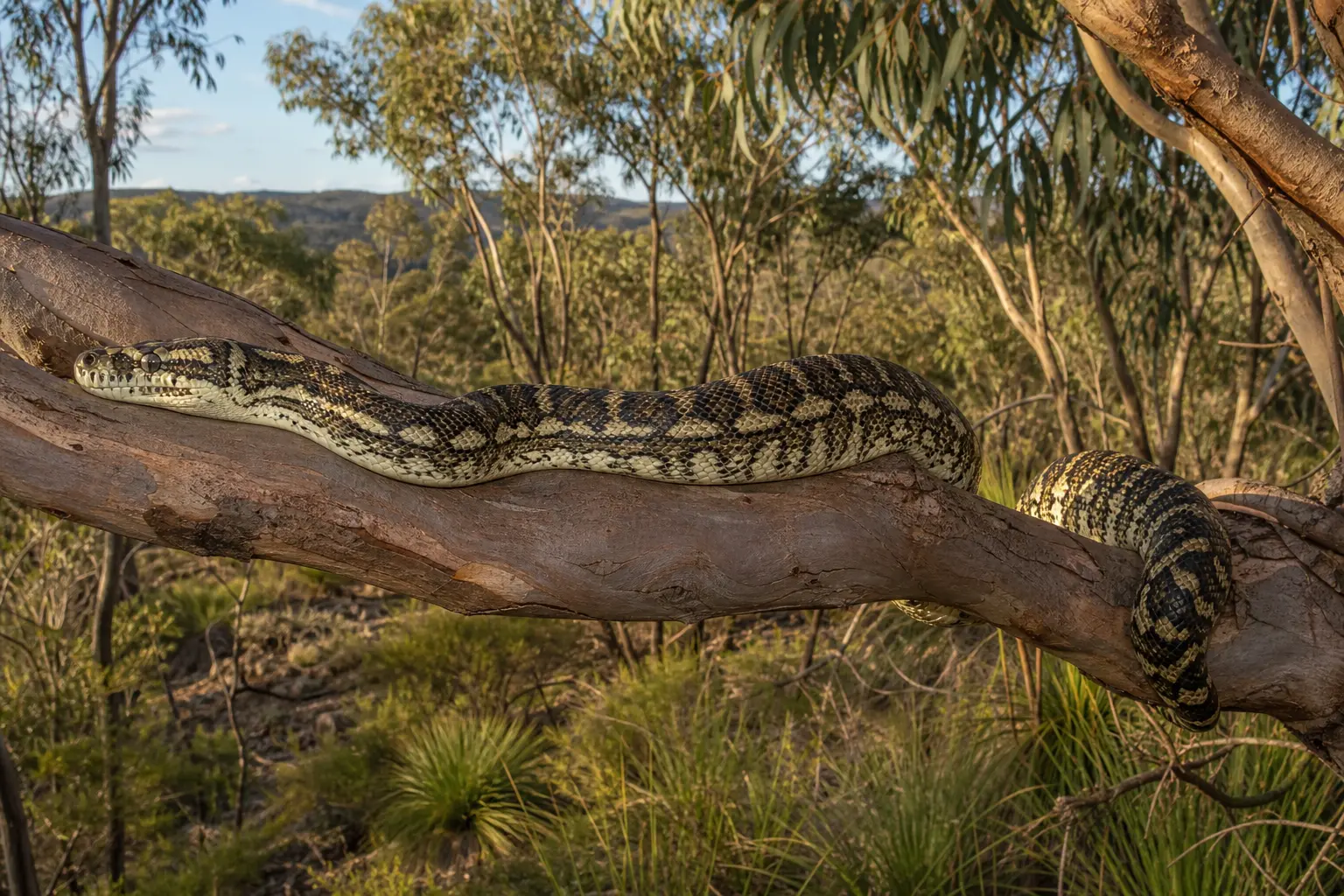 Adult carpet python stretched across a eucalyptus branch with its broad head and long naturally patterned semi-arboreal body in clear view.