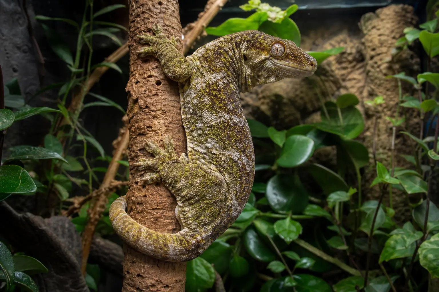 Adult Chahoua gecko climbing a stable cork tube in a tall planted enclosure, with its full body, broad toe pads, blunt head, and intact grasping tail clearly visible.
