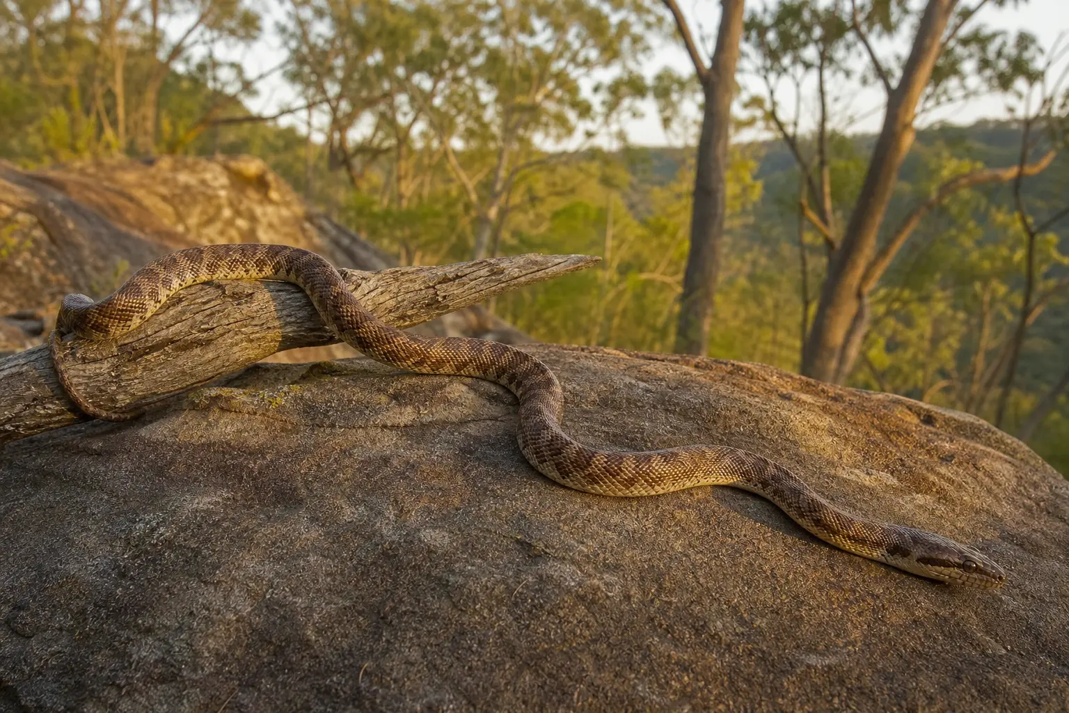 Adult Children's python moving over Australian sandstone and wood with its complete small brown patterned body and alert head in clear view.