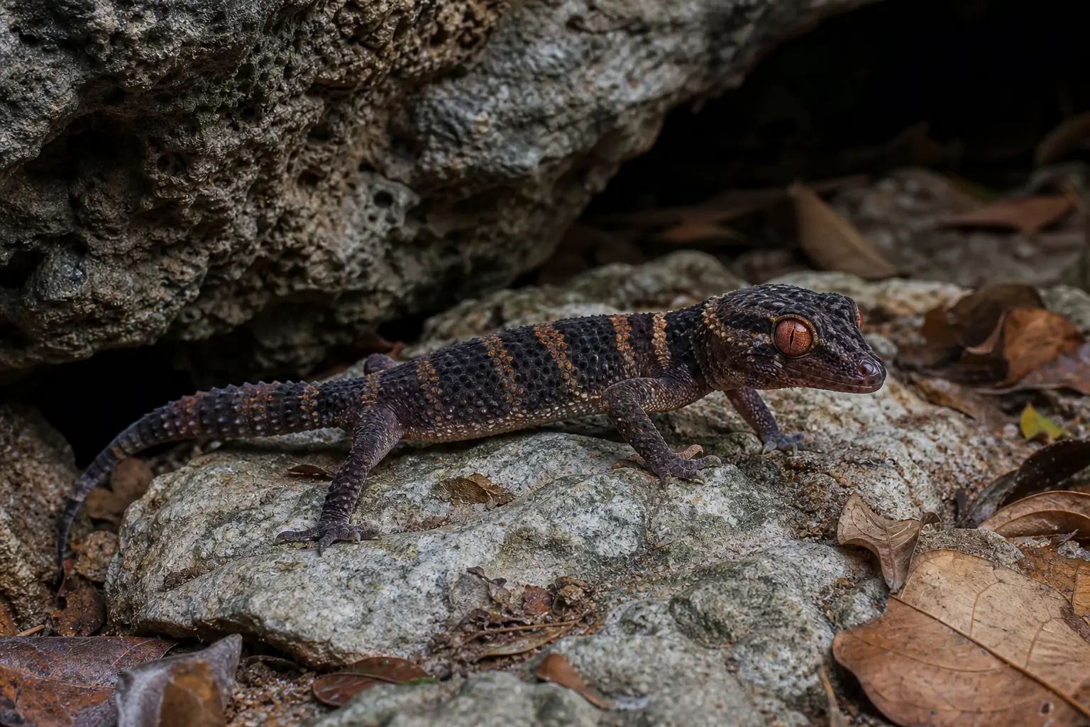Adult Hainan cave gecko at a limestone cave mouth with its complete charcoal-and-orange banded body and red-orange eye in clear view.