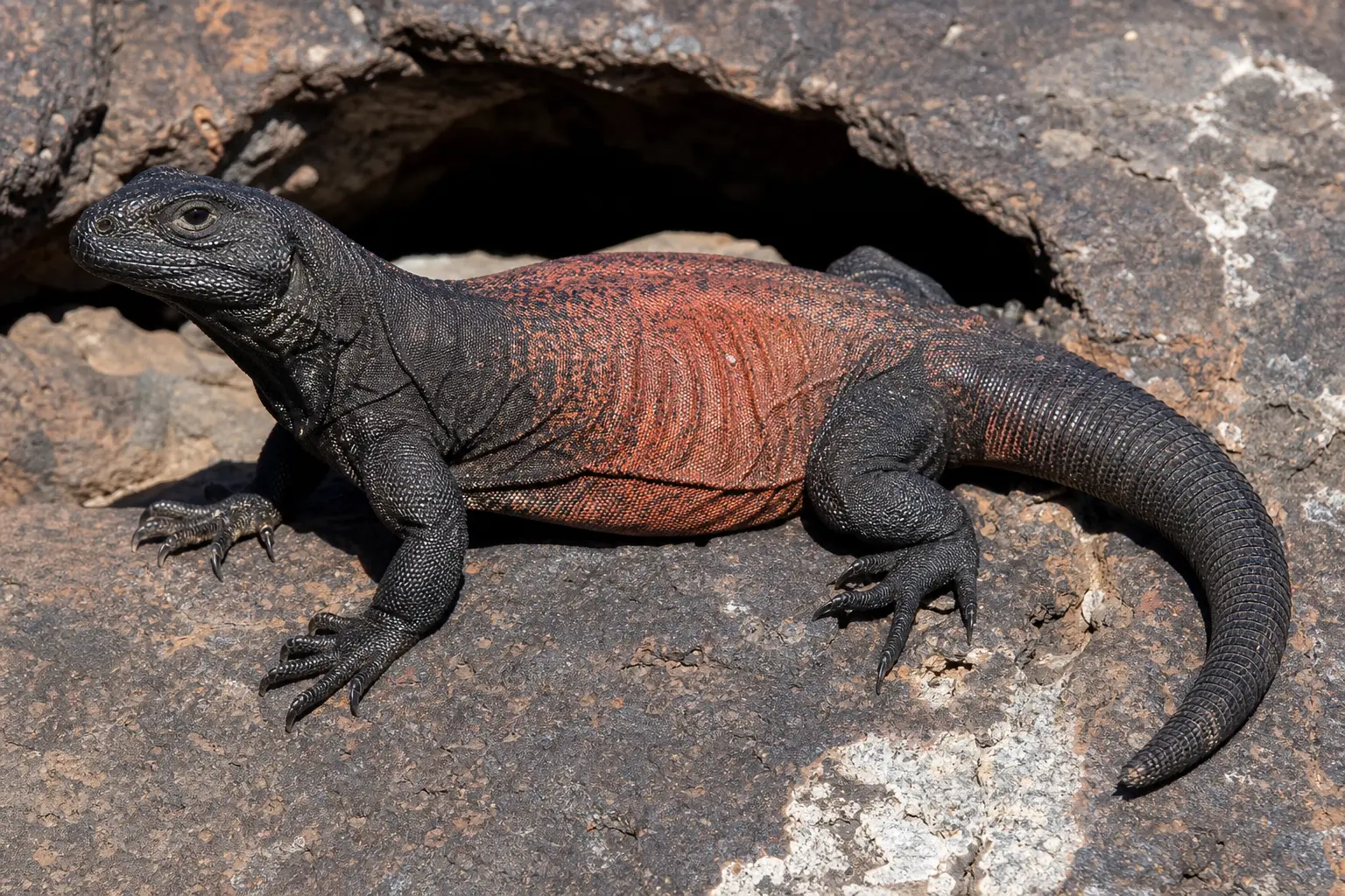 Adult male chuckwalla beside a Mojave rock crevice with its complete broad charcoal-and-rust body, loose flank skin, strong limbs, and thick tail in view.