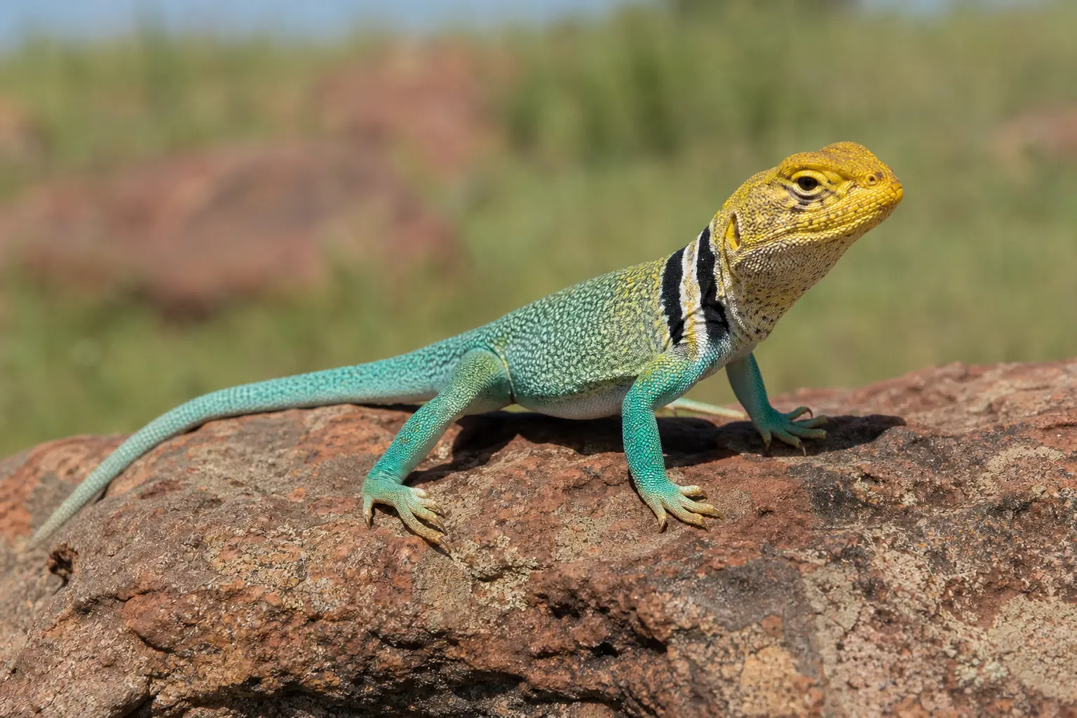 Adult male eastern collared lizard on prairie rock with its complete turquoise body, yellow head, paired black neck collars, strong hind legs, and long tail in view.