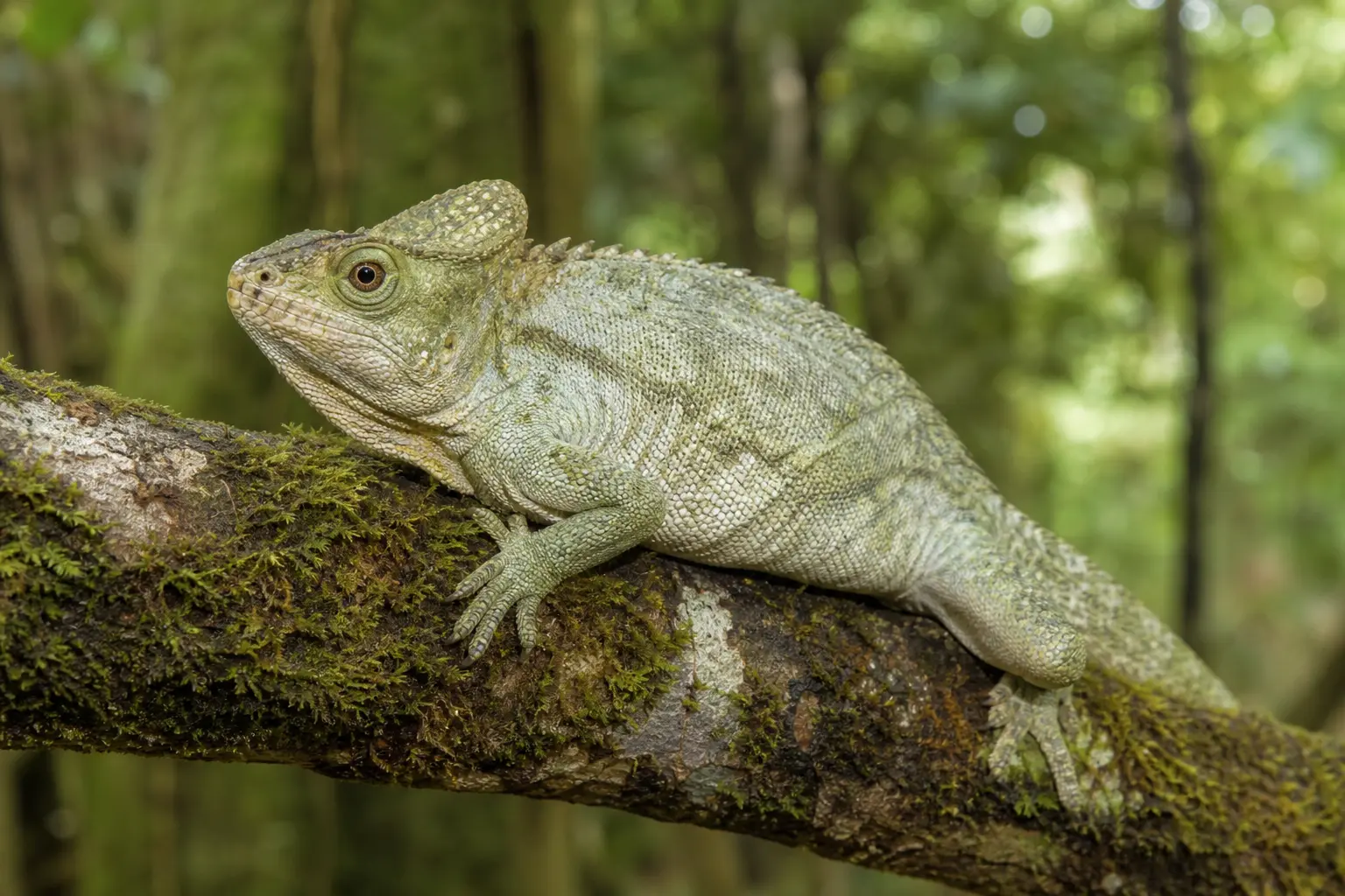 Adult Cuban false chameleon gripping a mossy forest branch with its complete stocky gray-green body, large casque-like head, and clear eye in view.
