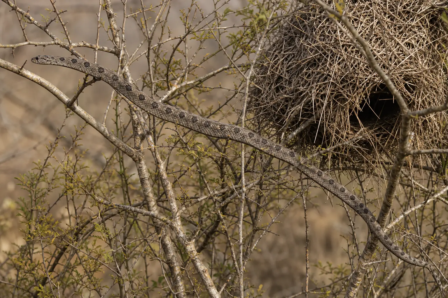 Adult African egg-eating snake moving through dry scrub with its complete slender gray-brown body, rhombic saddles, and small head in clear view.