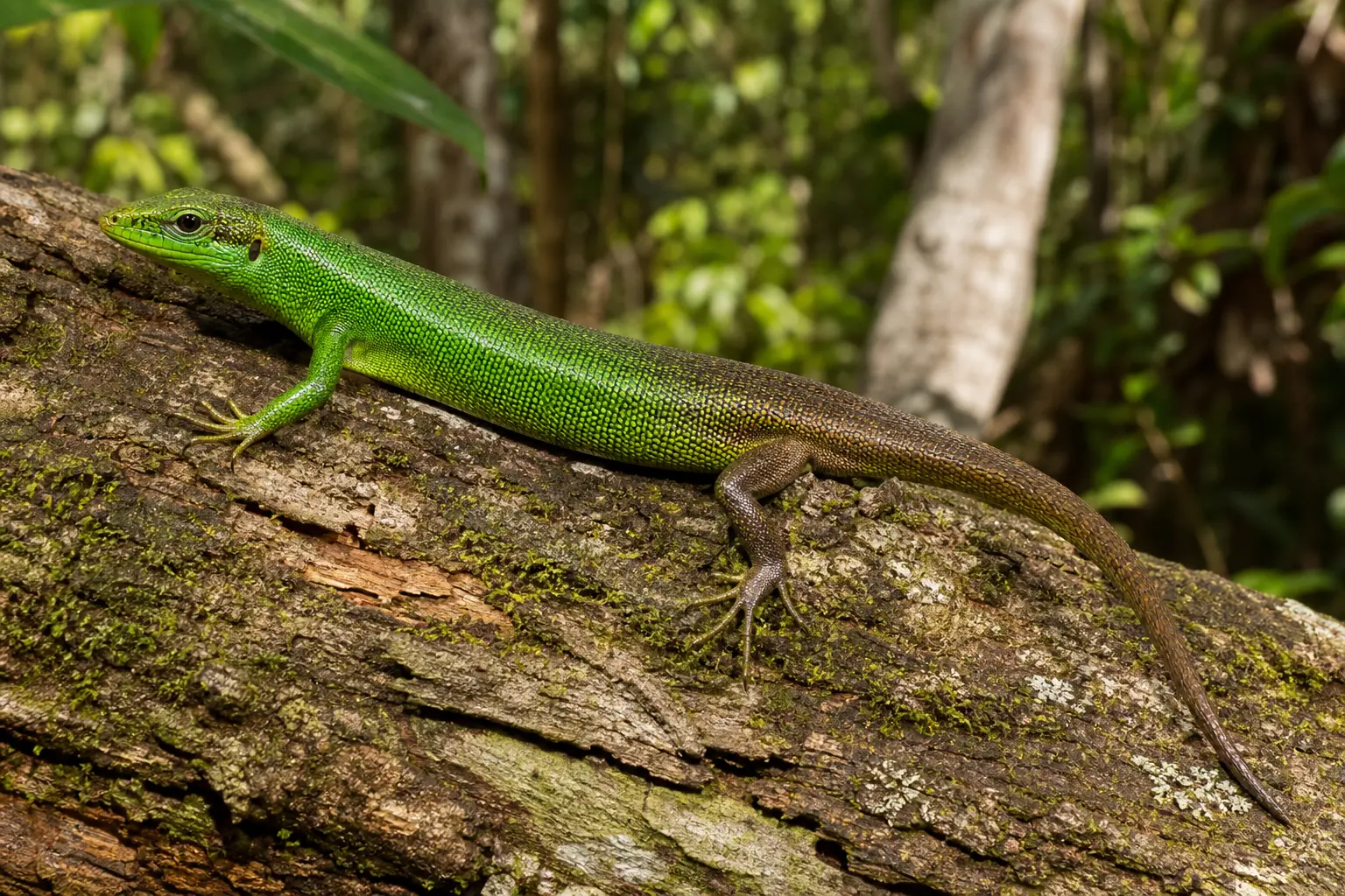 Adult emerald tree skink on a Pacific rainforest trunk with its complete green-to-bronze body, long tail, agile toes, and clear head in view.