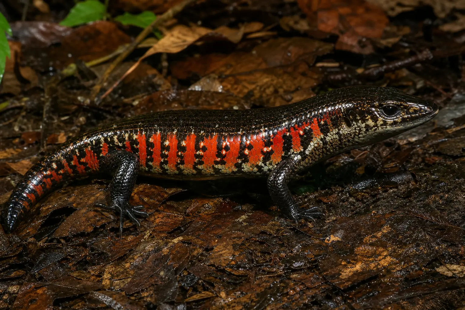 Adult fire skink on West African forest litter with its complete glossy dark body, vivid red-orange barred flanks, and clear head in view.