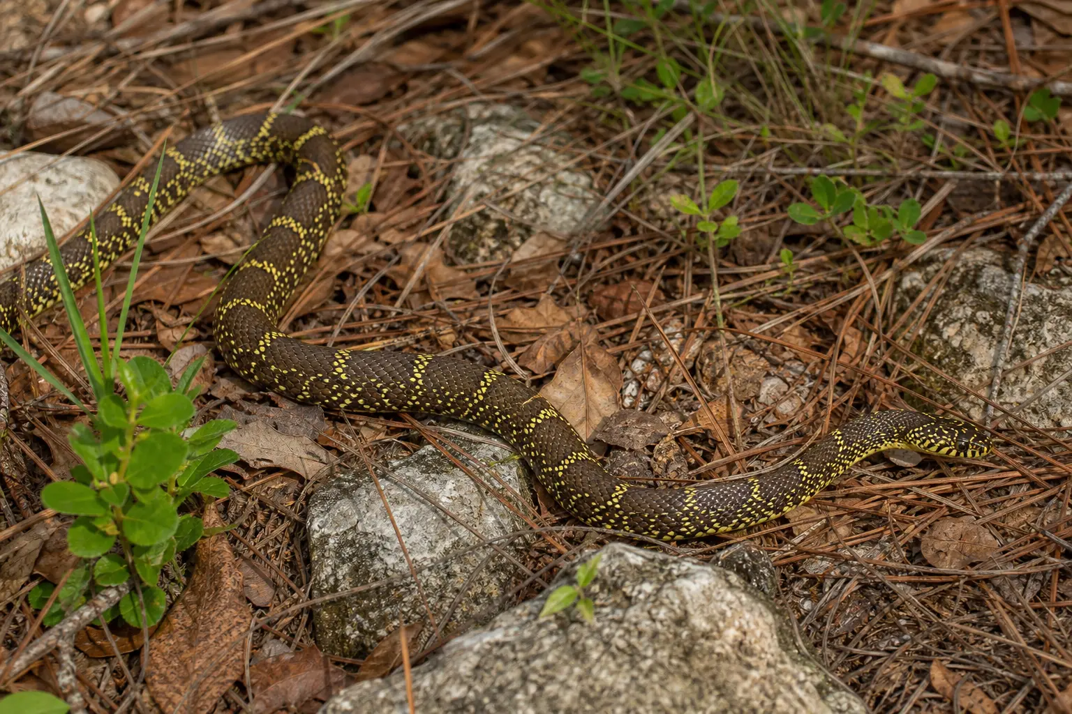 Adult Florida kingsnake crossing pine-rockland litter with its complete olive-brown body, yellow chain pattern, and glossy head in clear view.