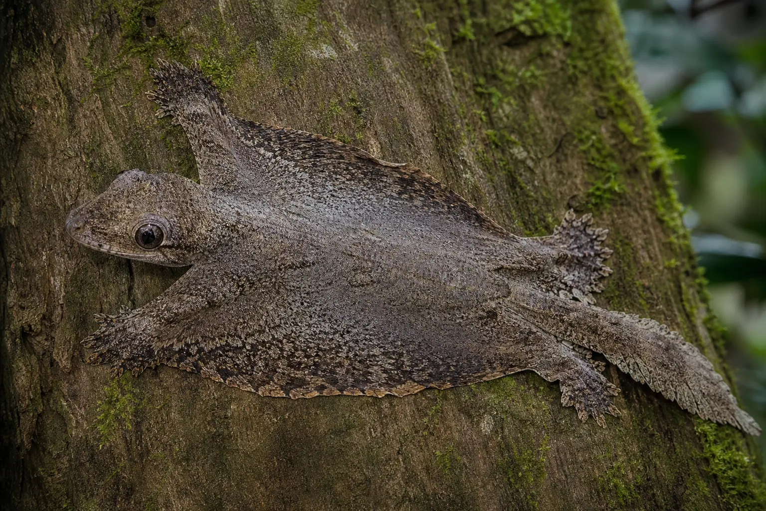 Adult flying gecko flattened on a rainforest trunk with its complete bark-mottled body, wide skin flaps, webbed feet, fringed tail, and large eye in view.