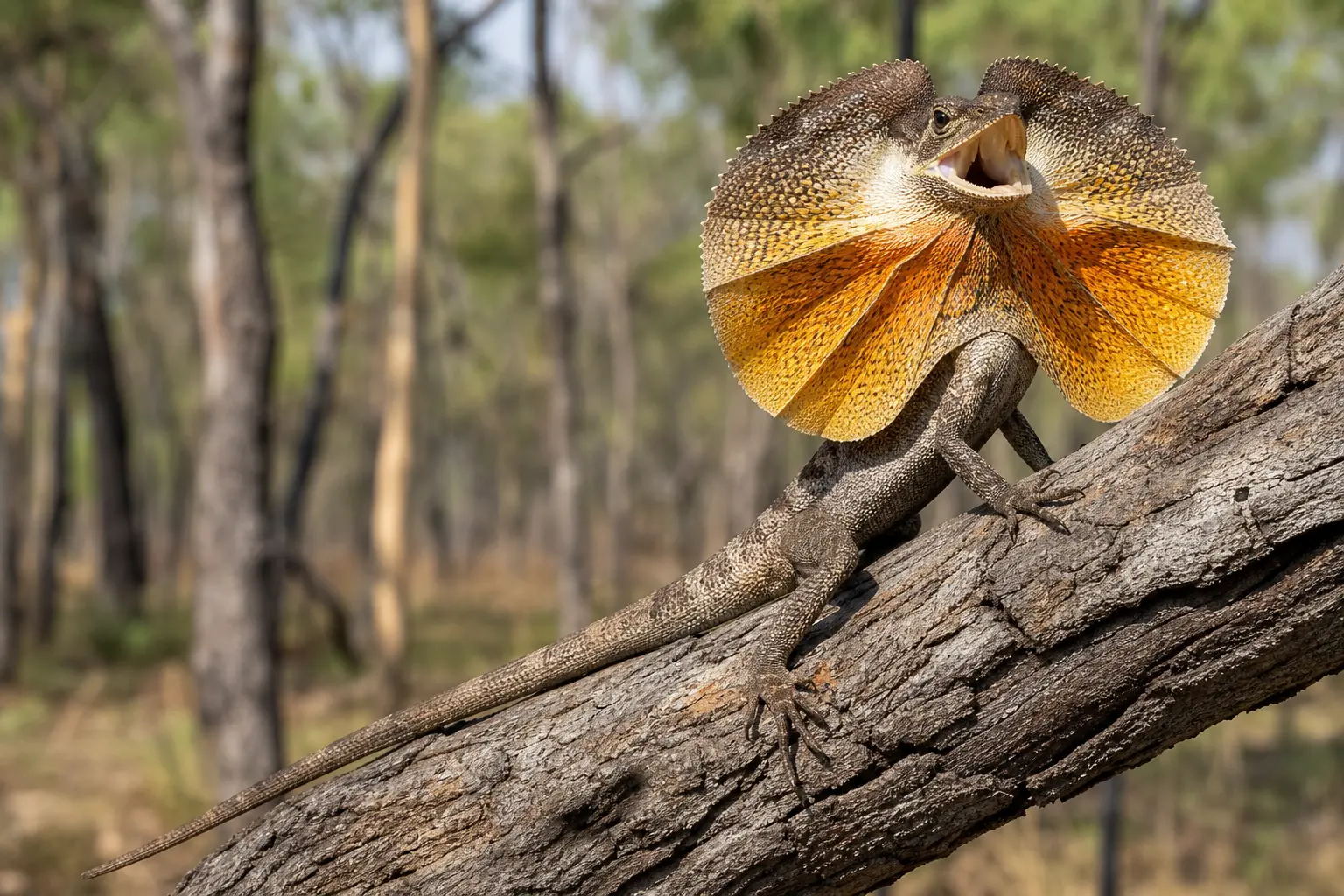 Adult frilled dragon on a northern Australian trunk with its complete lean gray-brown body, large yellow-orange circular frill fully open, long legs, and tail in view.