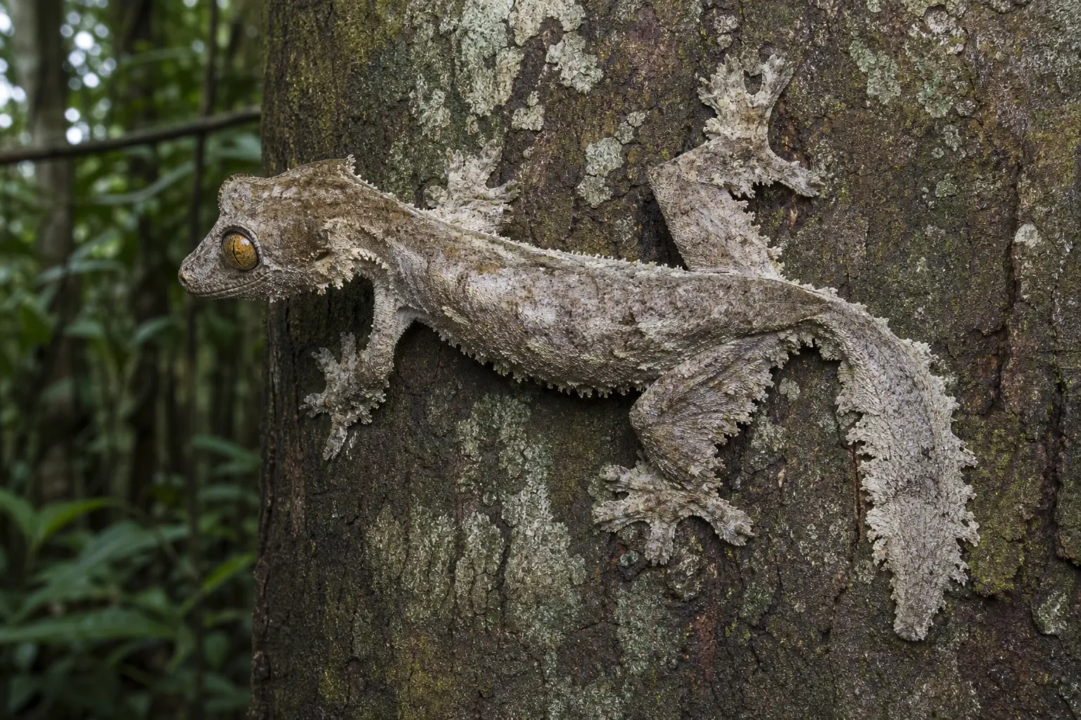 Adult giant leaf-tailed gecko flattened on a Madagascar trunk with its complete large bark-mottled body, huge amber eye, fringed skin, broad feet, and long flattened tail in view.