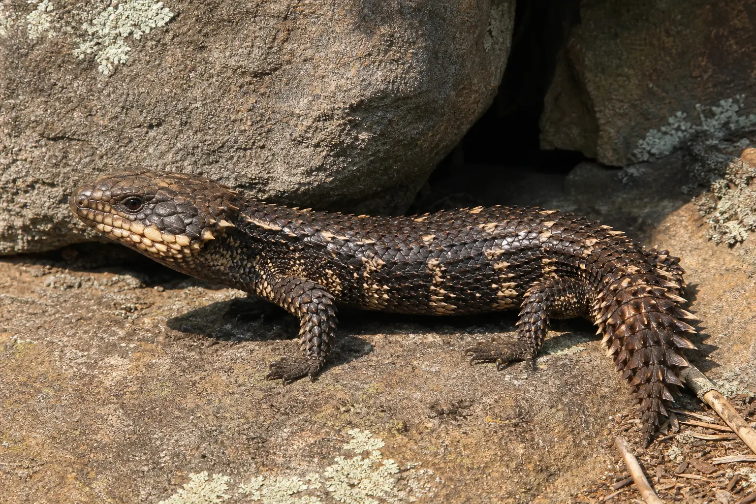 Adult gidgee skink at an Australian rock crevice with its complete robust dark body, pale flecks, heavily keeled scales, and short thick spiny tail in view.