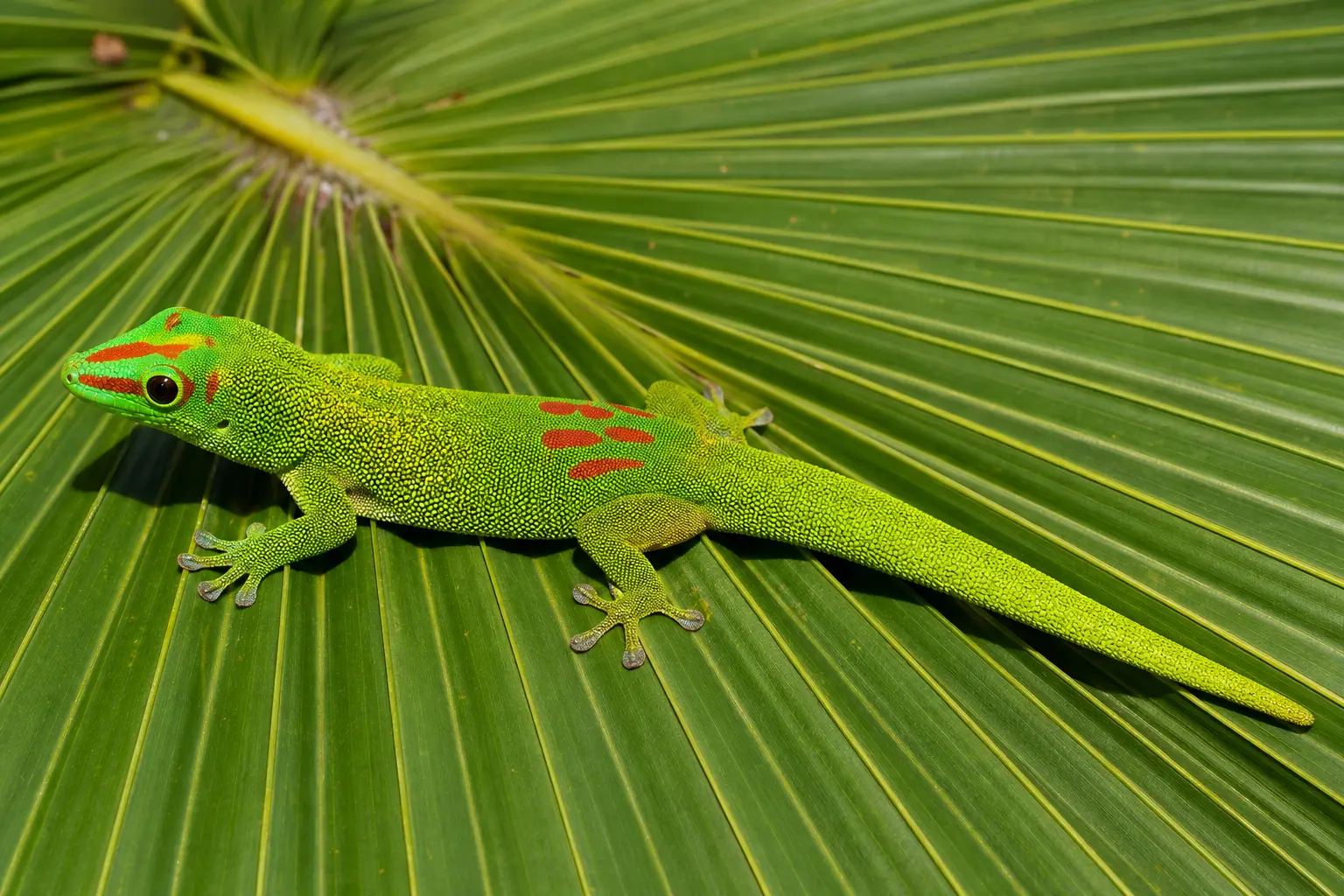 Adult gold dust day gecko on a Madagascar palm with its complete green body, golden speckles, red markings, and clear eye in view.