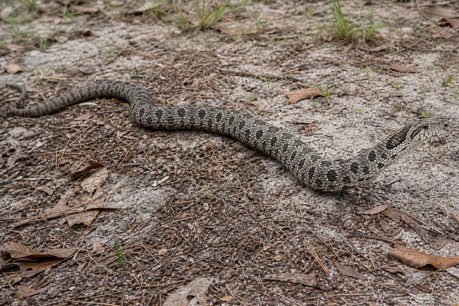 Adult gopher snake beside a western scrub burrow with its complete yellow-tan blotched body and distinct head in clear view.