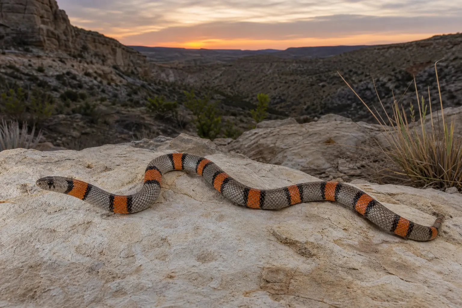 Adult gray-banded kingsnake crossing West Texas limestone with its complete gray body, orange saddles, black borders, and small head in clear view.