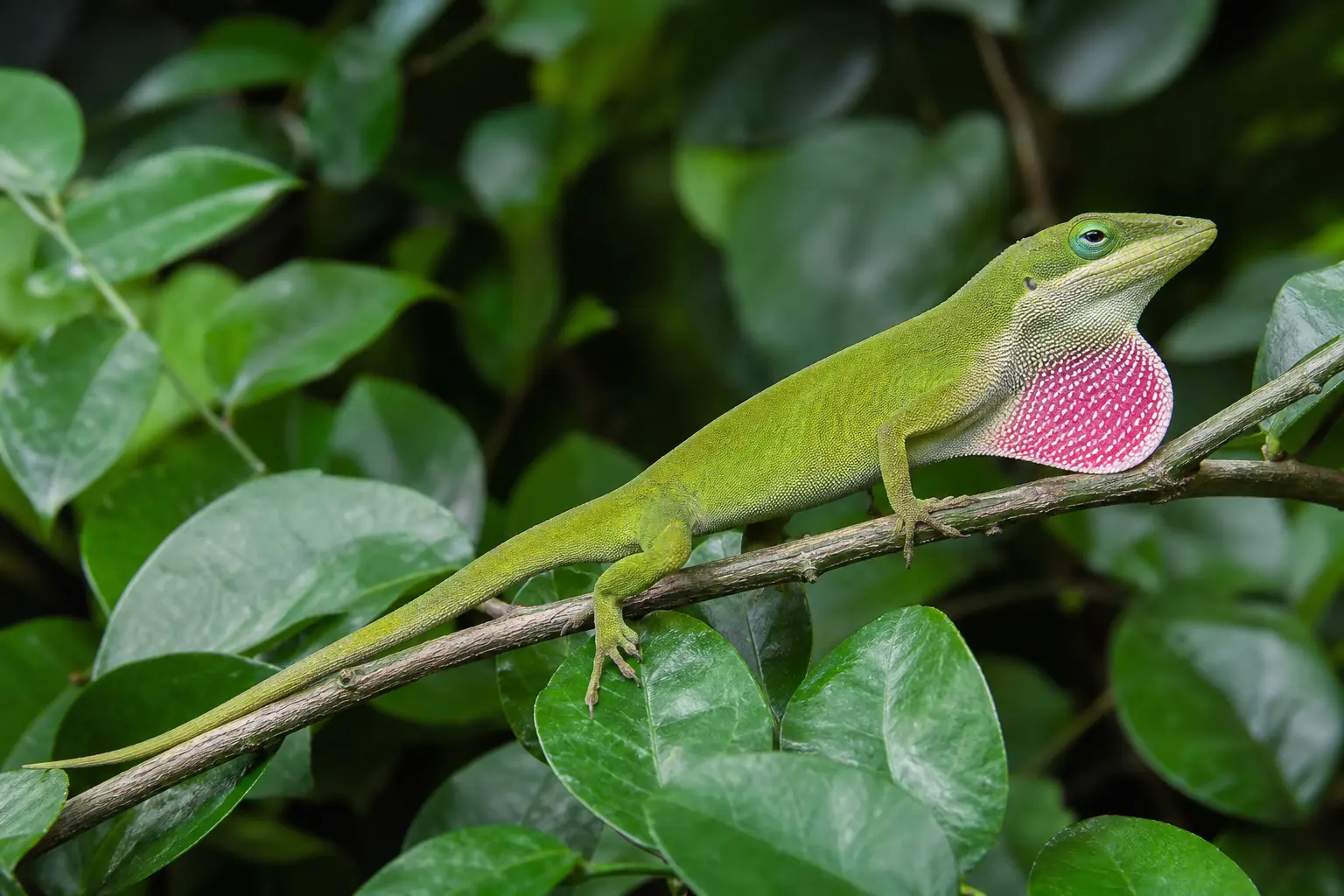Adult male green anole on a leafy branch with its complete slender green body, long tail, gripping toes, and rosy dewlap in clear view.