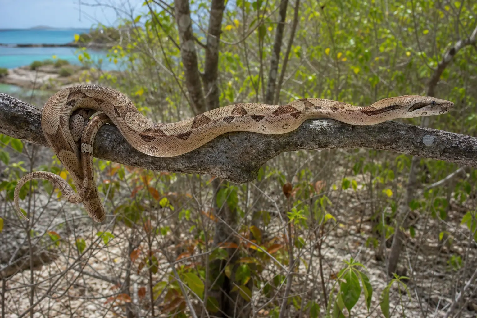 Adult Hog Island boa crossing a Caribbean dry-forest branch with its complete pale gray-tan body, soft brown saddles, and clear head in view.