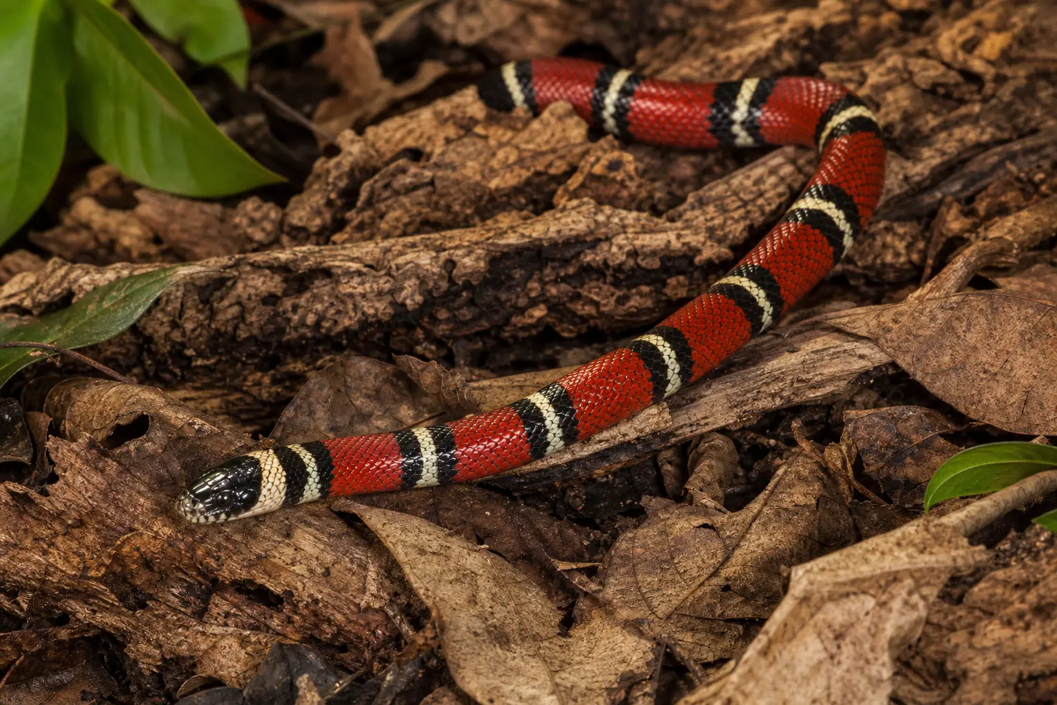Adult Honduran milk snake moving over tropical forest litter with its complete robust body, broad red bands, black-and-cream rings, and black head in clear view.