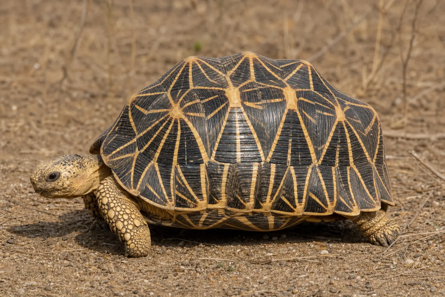 Adult Indian star tortoise on dry scrub ground with its complete high-domed dark shell, crisp radiating yellow star lines, scaled legs, and small head in view.