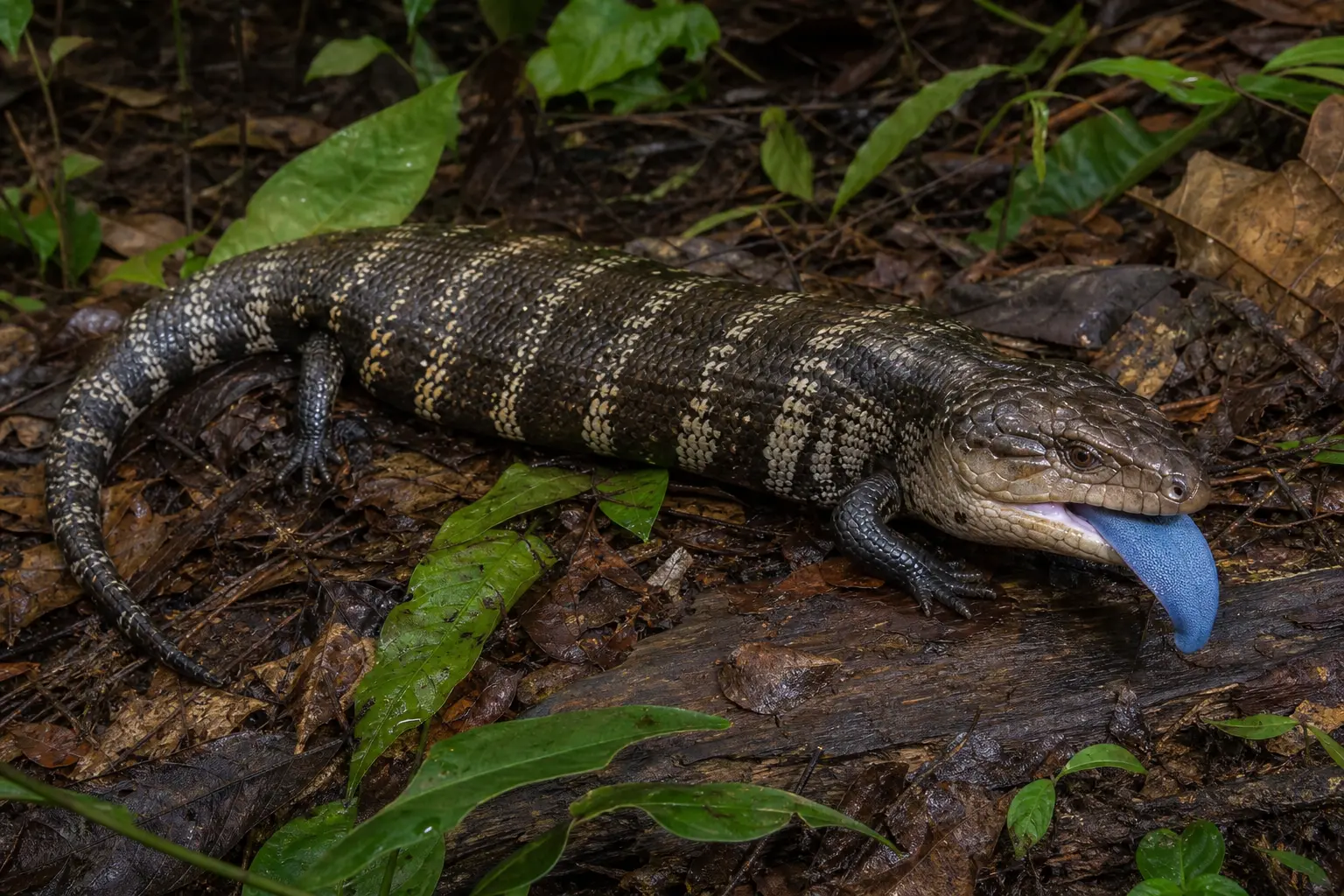 Adult Indonesian blue-tongued skink on humid forest litter with its complete dark cross-banded body, long tail, and vivid blue tongue in clear view.