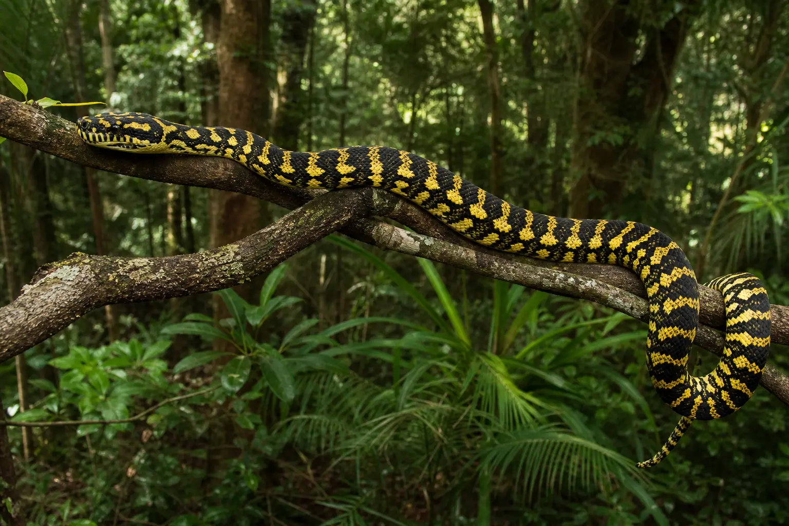 Adult jungle carpet python stretched across Queensland rainforest branches with its complete high-contrast black-and-yellow body and broad head in clear view.
