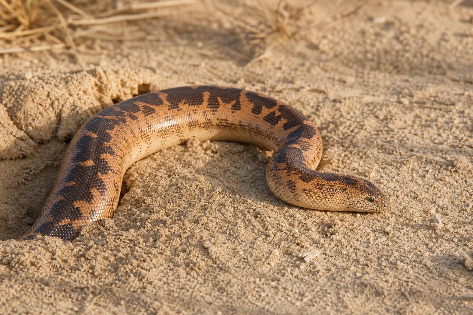 Adult female Kenyan sand boa partly emerging from sand with its short stout orange-and-brown body and tiny blunt head in clear view.