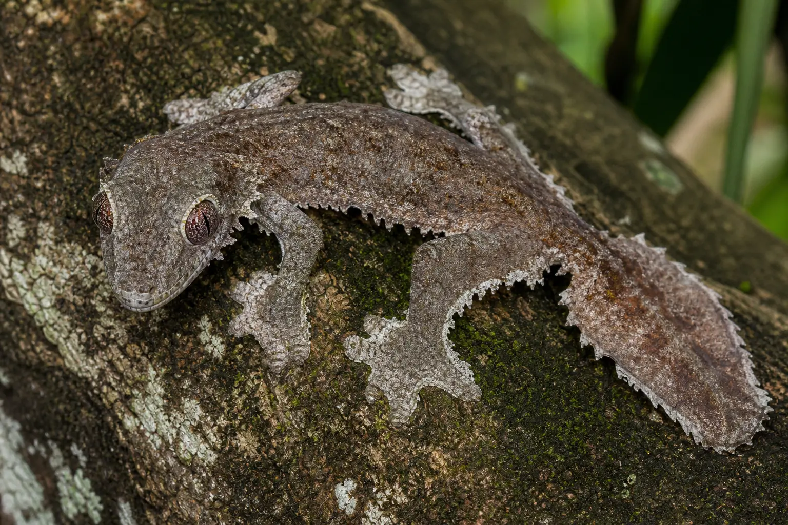 Adult giant leaf-tailed gecko flattened on a Madagascar trunk with its complete bark-camouflaged body, huge eyes, fringed edges, broad feet, and leaf-like tail in view.