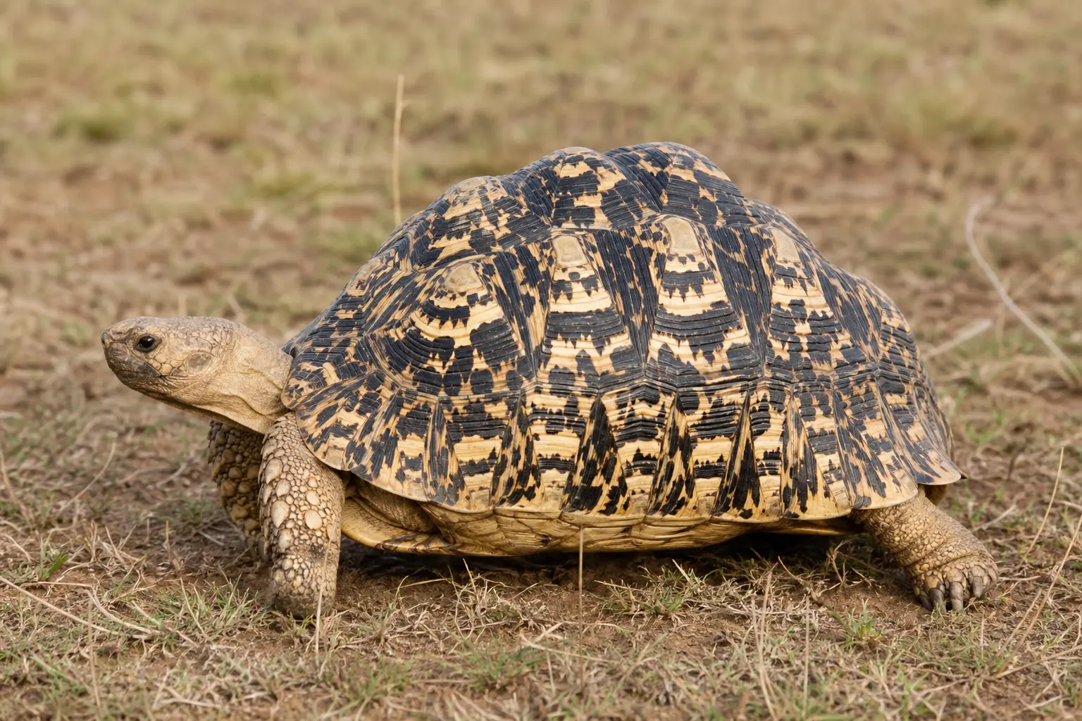 Adult leopard tortoise on East African savanna with its complete high-domed shell, crisp black-and-gold rosettes, pale scaled legs, and head in view.