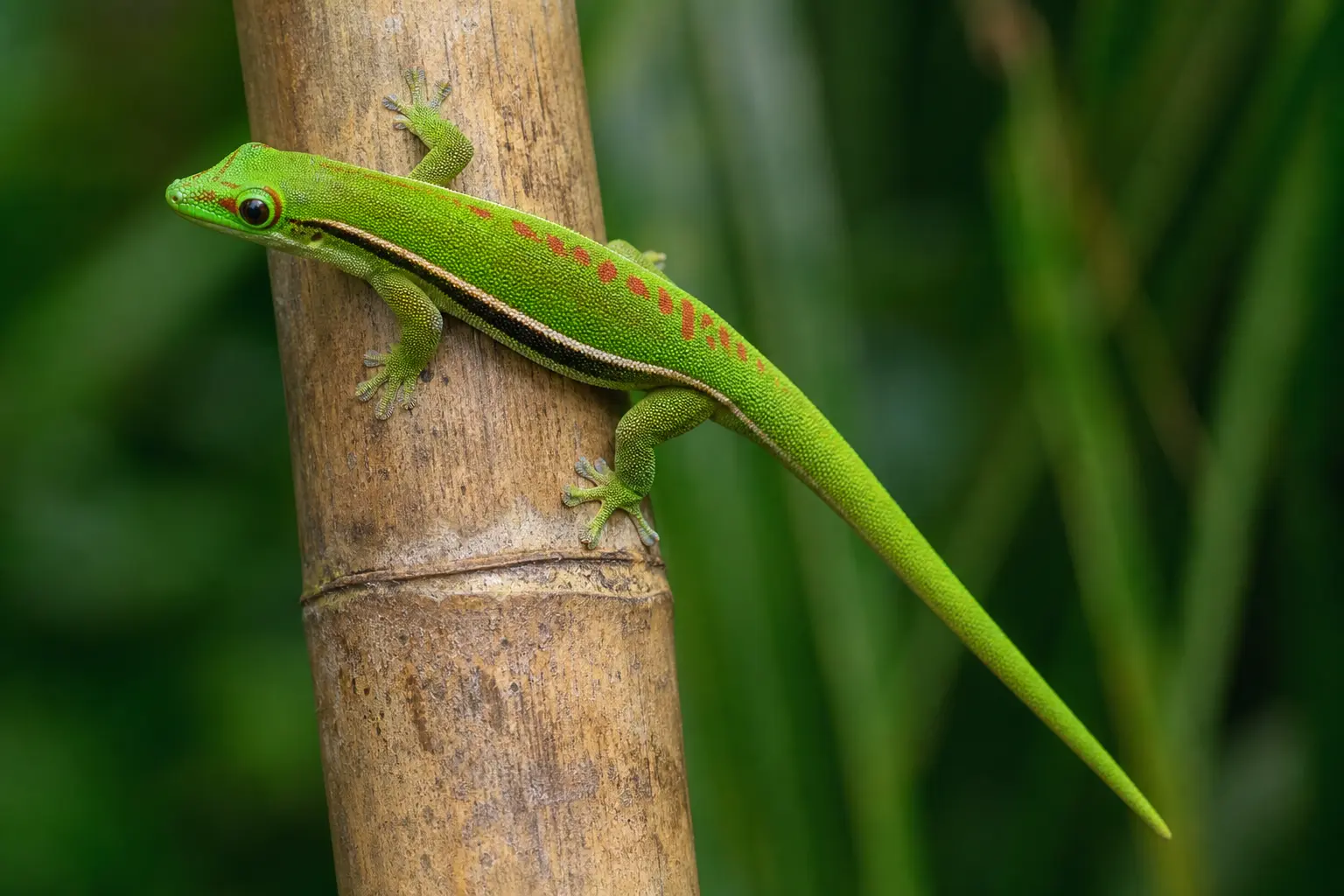Adult lined day gecko on a vertical Madagascar stem with its complete bright green body, narrow dark side stripe, small red markings, round eye, and adhesive toes in view.