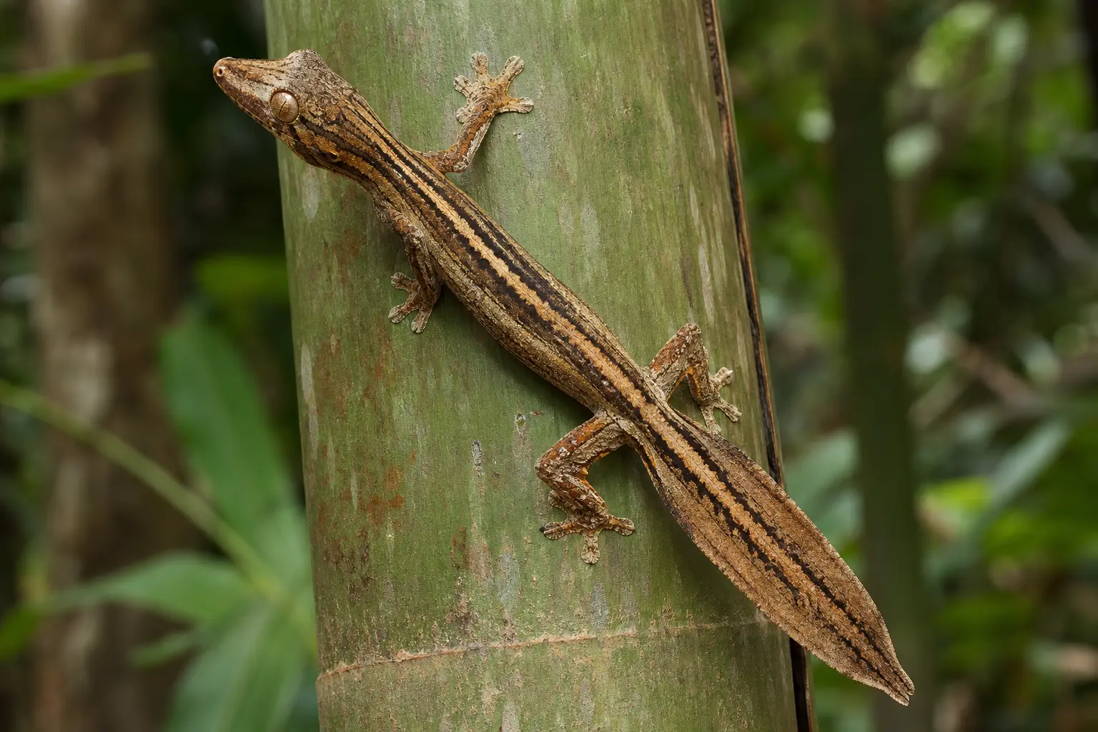Adult lined leaf-tailed gecko on a smooth Madagascar trunk with its complete slender ochre body, dark lengthwise stripes, large amber eye, broad toe pads, and long flattened tail in view.