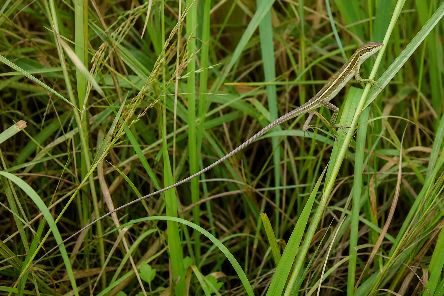 Adult long-tailed grass lizard threading through tall grass with its complete slender striped body, delicate feet, clear head, and exceptionally long whip tail in view.