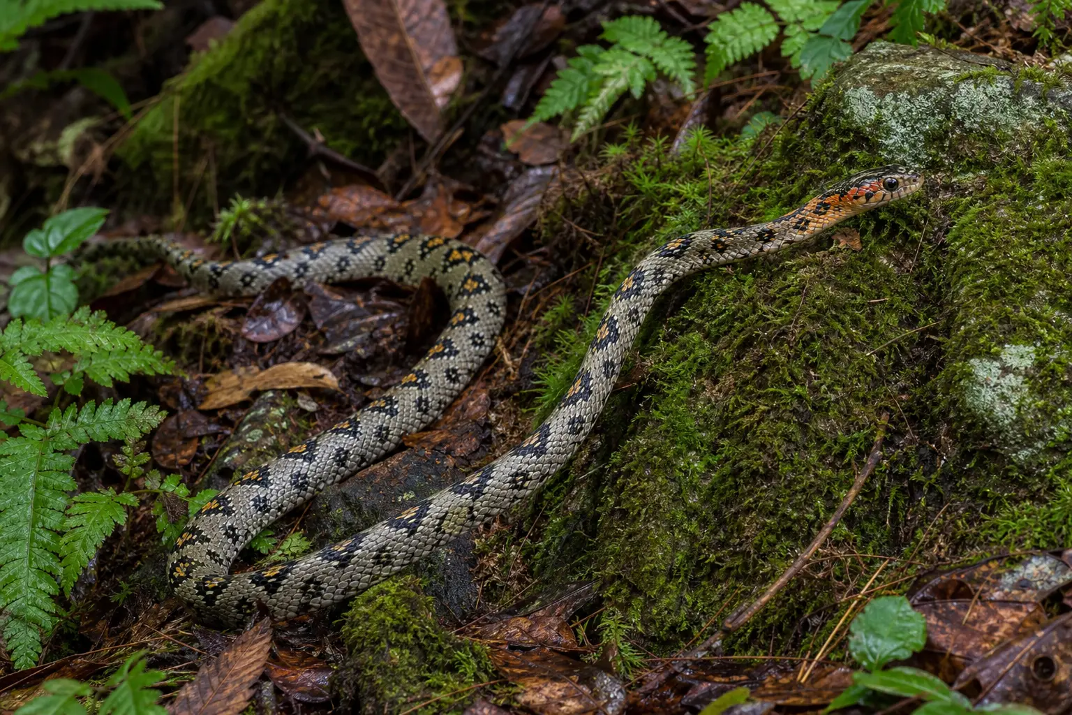 Adult Mandarin rat snake crossing cool mossy forest litter with its complete gray patterned body, black-and-yellow saddles, warm facial markings, and clear head in view.