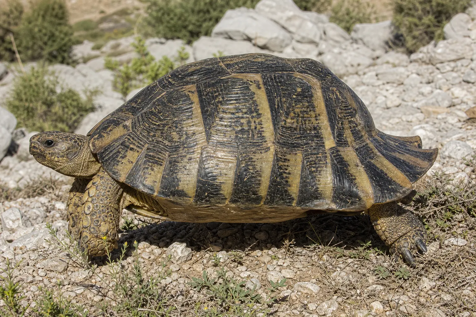 Adult marginated tortoise on a Greek rocky slope with its complete elongated dark shell, pale markings, strongly flared rear scutes, legs, and head in view.
