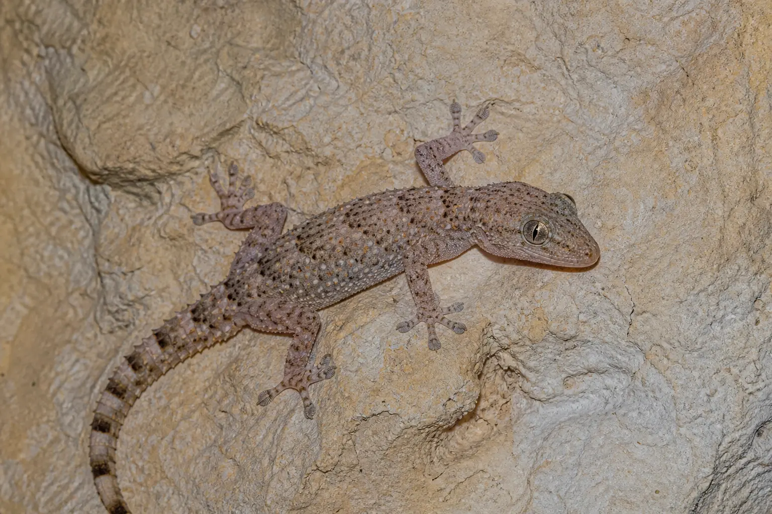 Adult Mediterranean house gecko on warm limestone with its complete pale mottled body, bumpy scales, toe pads, and vertical pupil in clear view.