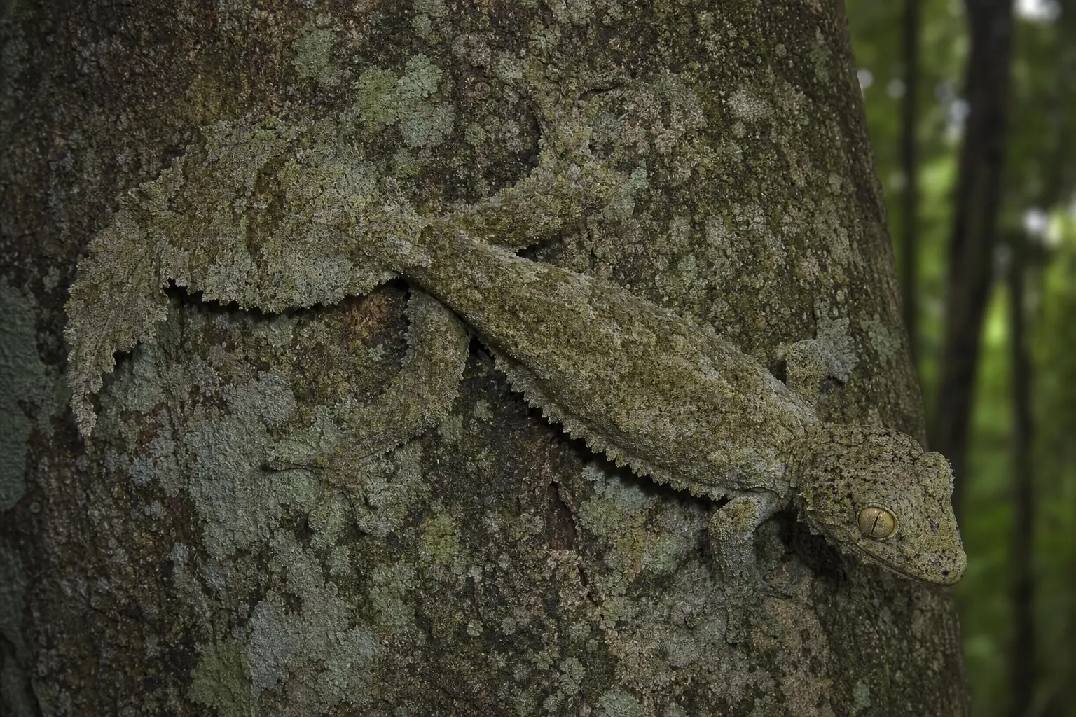 Adult mossy leaf-tailed gecko on lichen-covered Madagascar bark with its complete gray-green mottled body, golden eye, fringed outline, broad feet, and leaf-like tail visible.