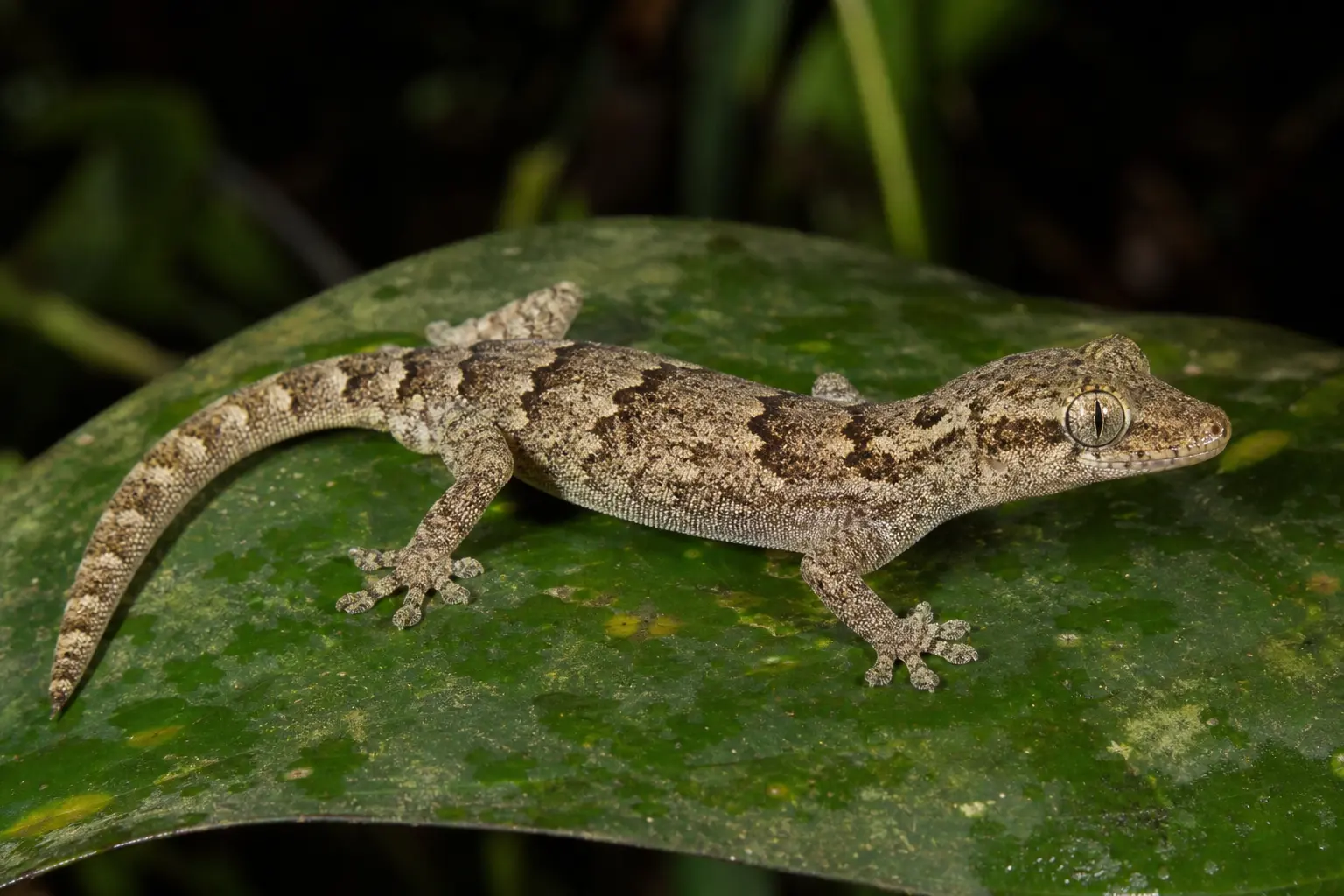 Adult mourning gecko resting on a tropical leaf with its complete mottled beige-gray body and large eye in clear view.
