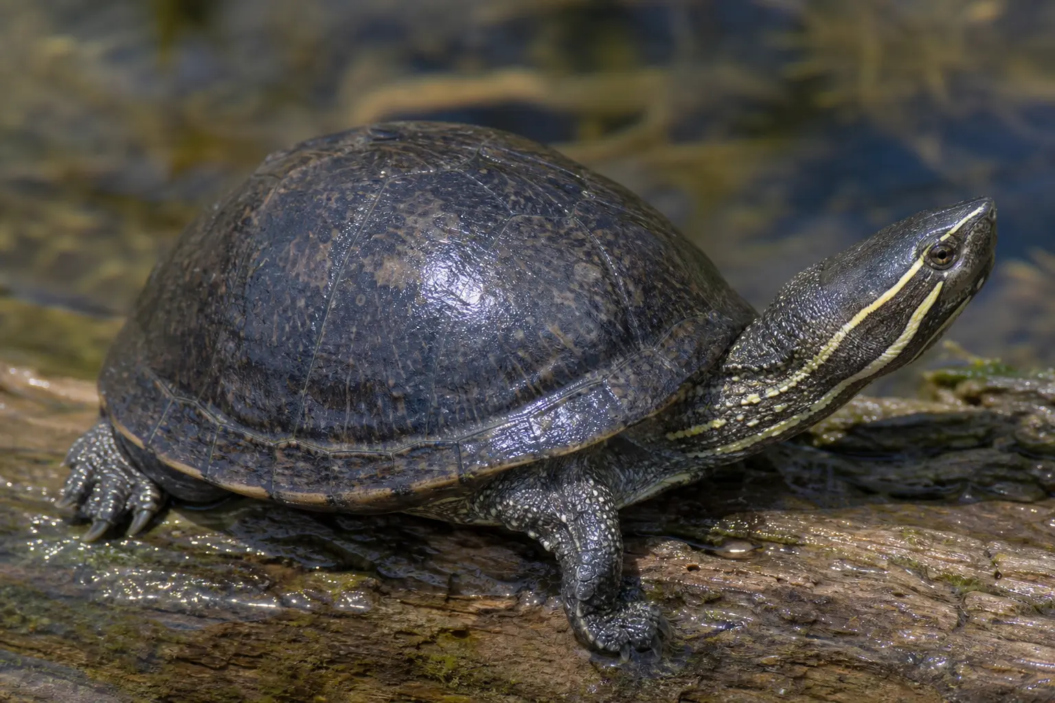 Adult common musk turtle at a shallow log edge with its complete small dark domed shell, pointed head, paired pale face stripes, and short legs in view.
