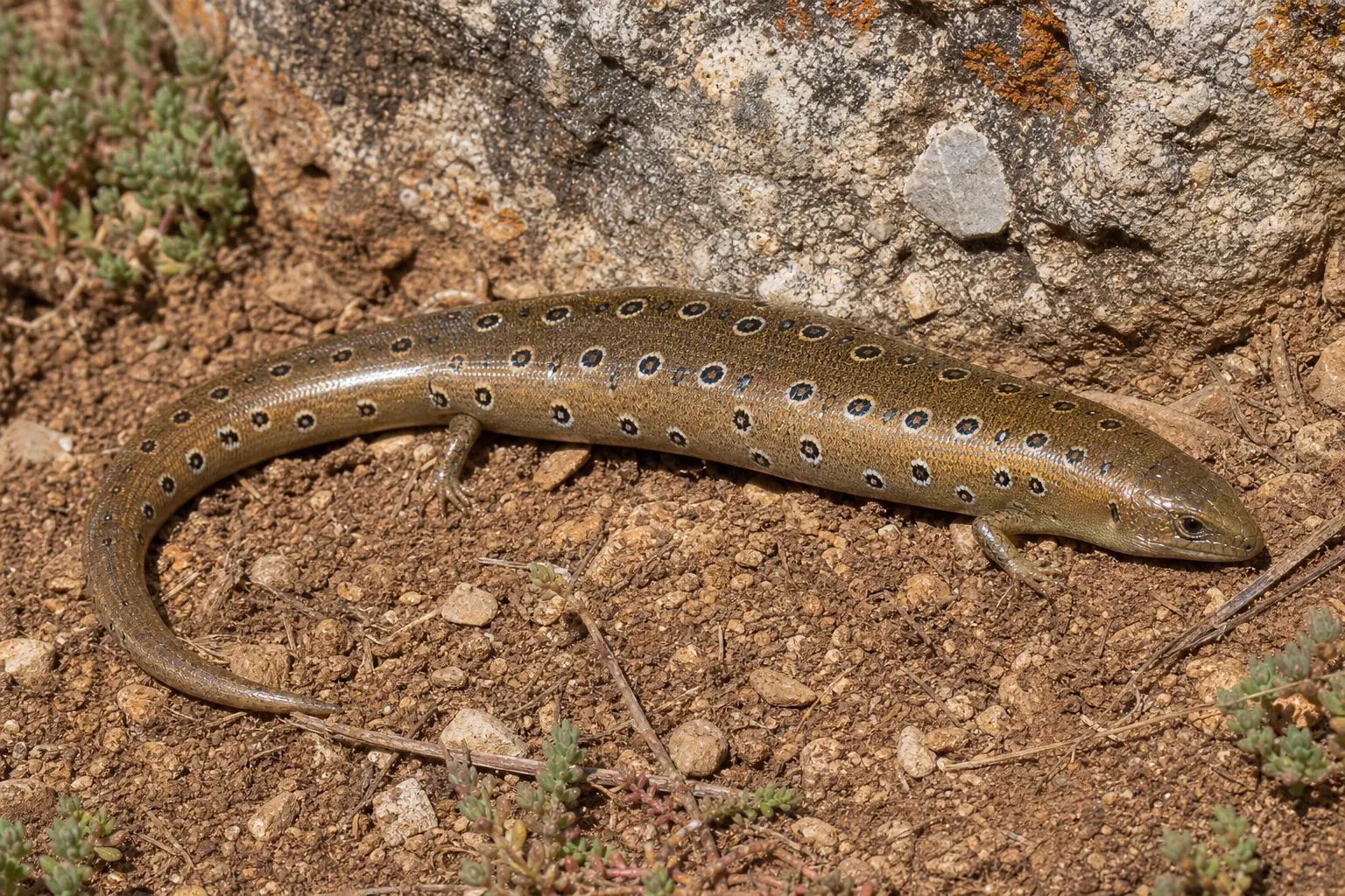 Adult ocellated skink beside Mediterranean stone with its complete smooth bronze body, many cream-ringed dark spots, tiny limbs, and clear head in view.