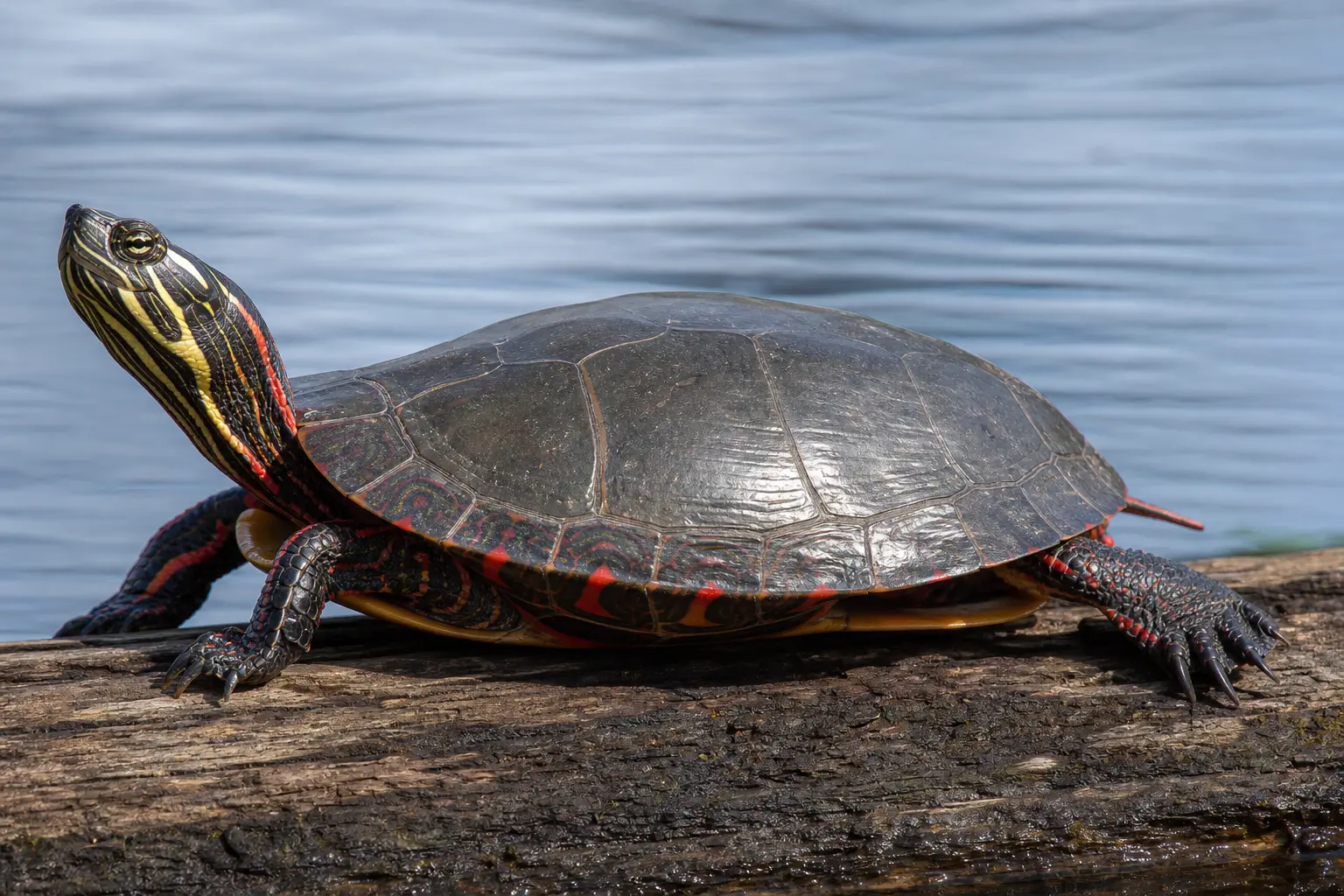 Adult painted turtle basking above a pond with its complete smooth dark shell, vivid red-orange shell margins and legs, striped head, and long claws in view.