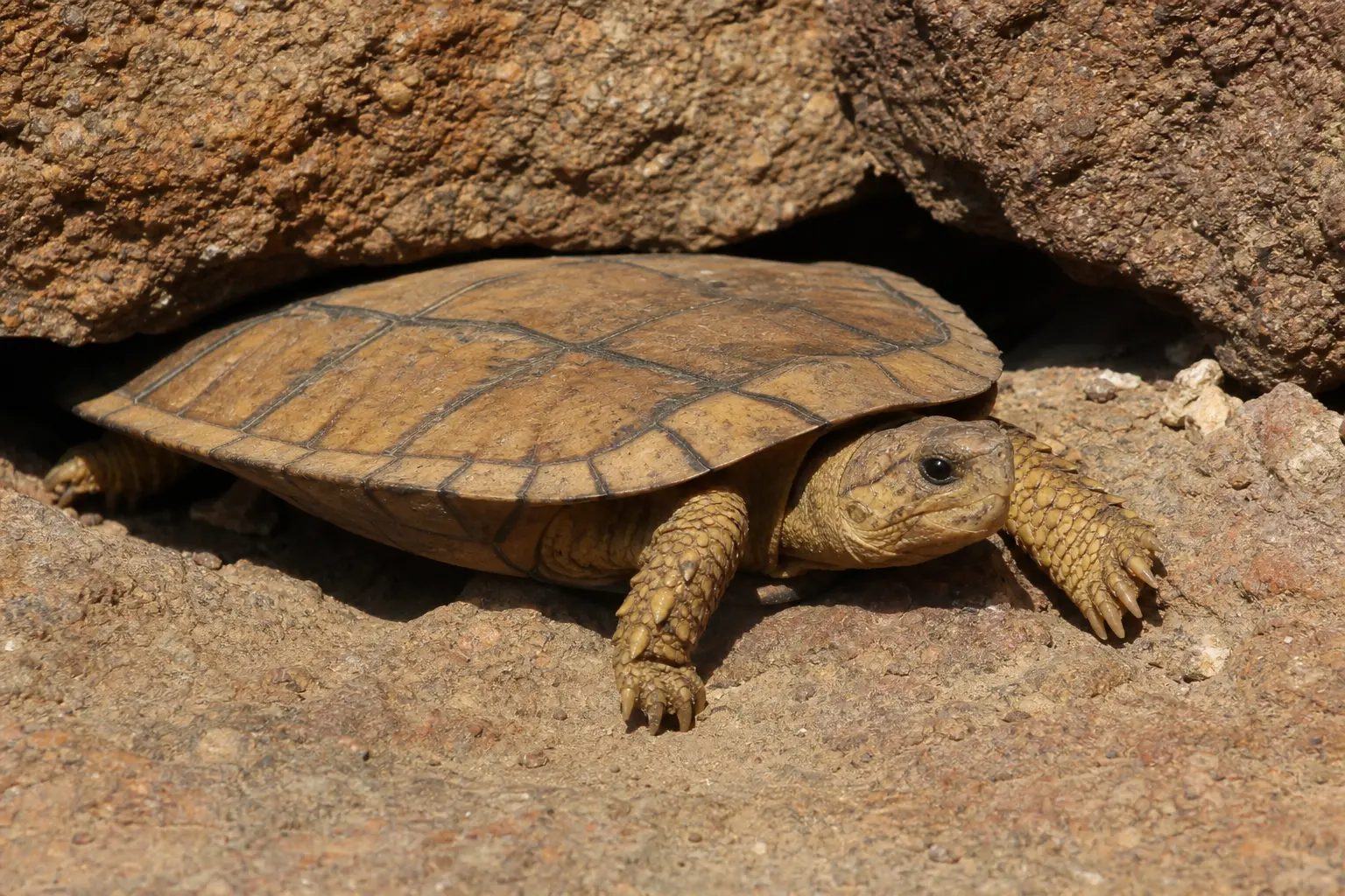 Adult pancake tortoise emerging from an East African rock crevice with its complete unusually flat tan shell, dark radiating lines, nimble legs, and head in view.