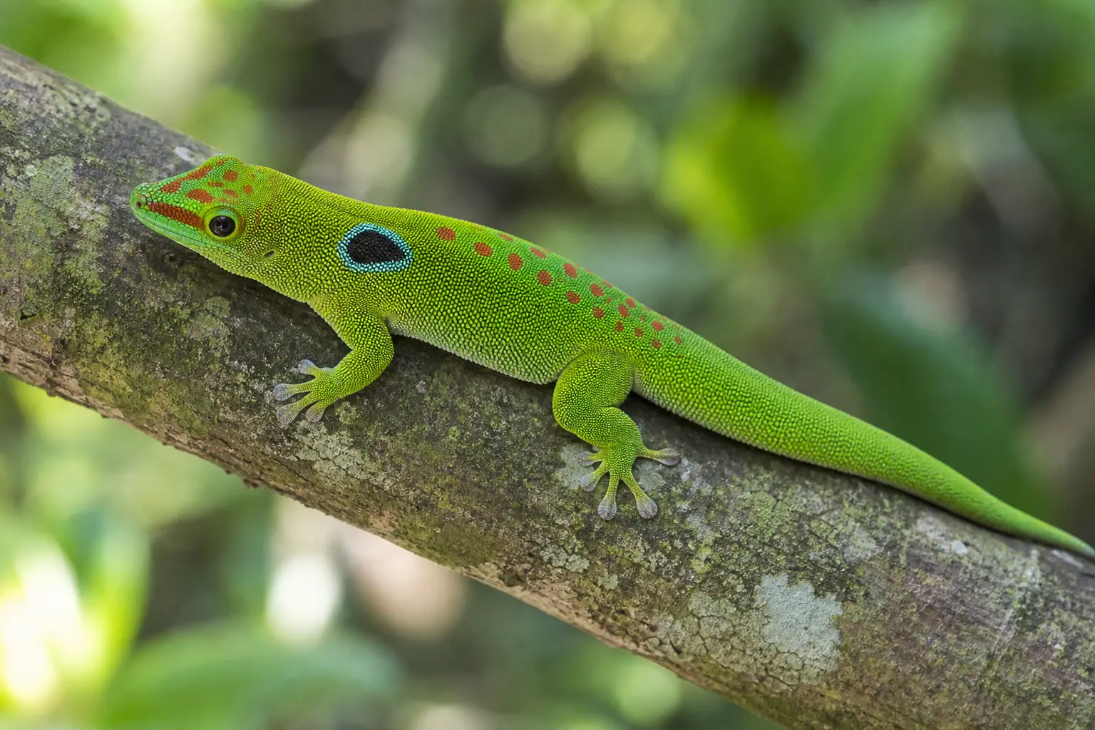 Adult peacock day gecko on a Madagascar branch with its complete bright green body, red back markings, distinctive blue-black side spot, round eye, and adhesive toes in view.